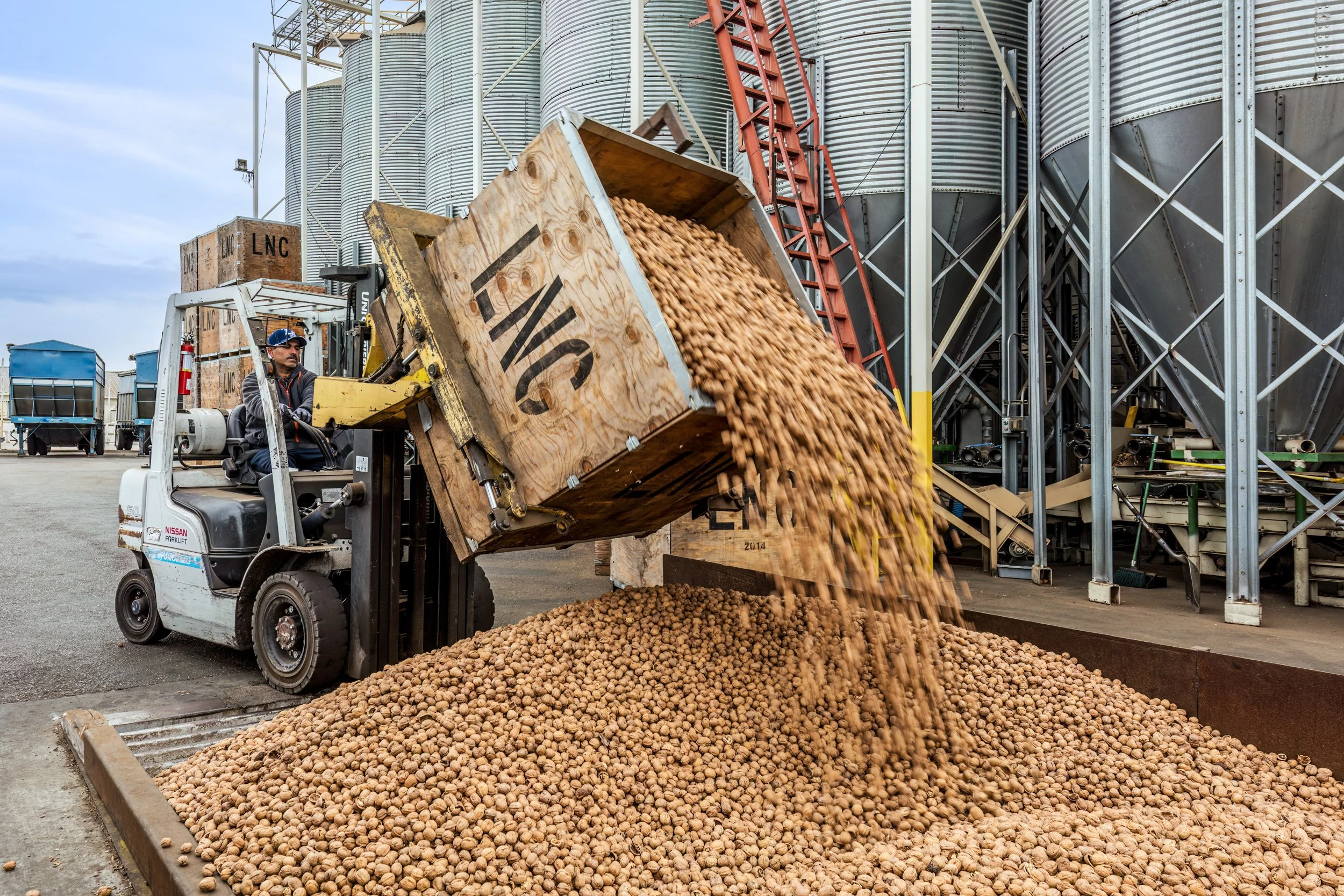 Walnuts-processing-crates.jpg