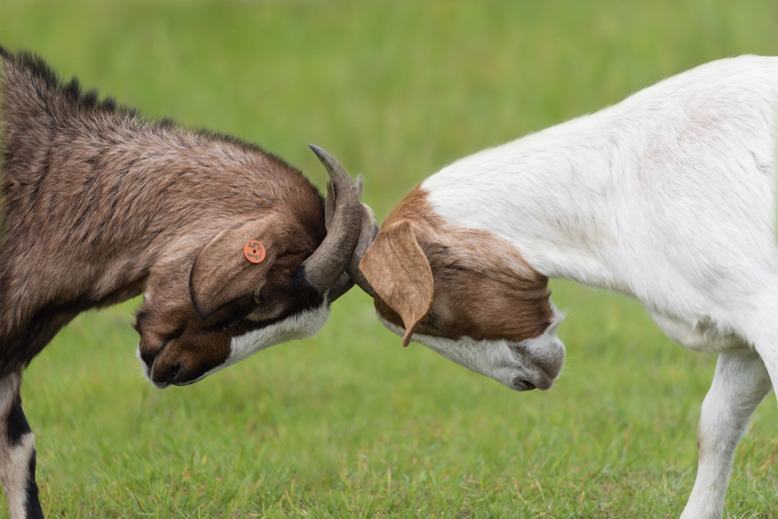 goat-farm-headlock.jpg