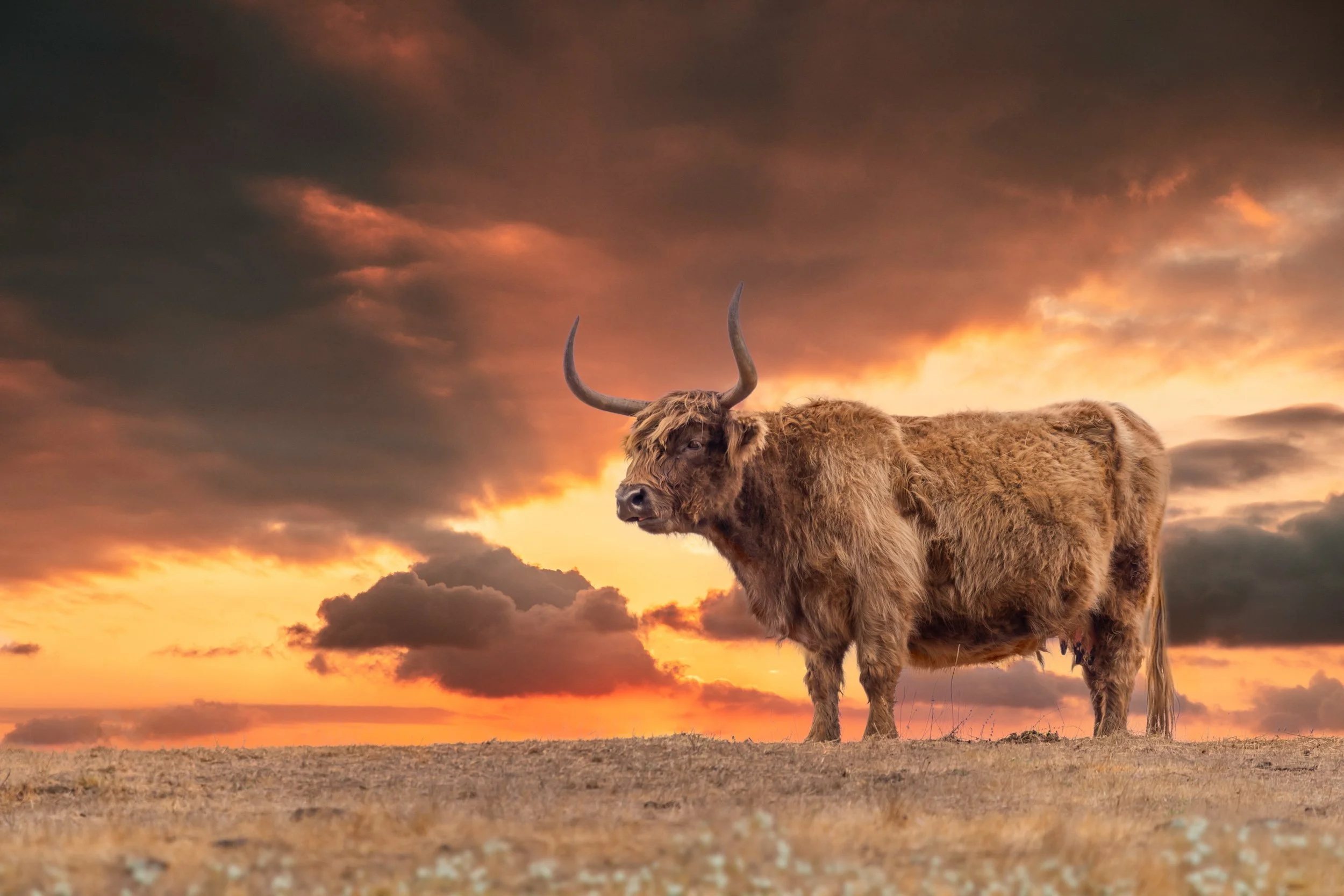 long-horn-sunset-ranch.jpg