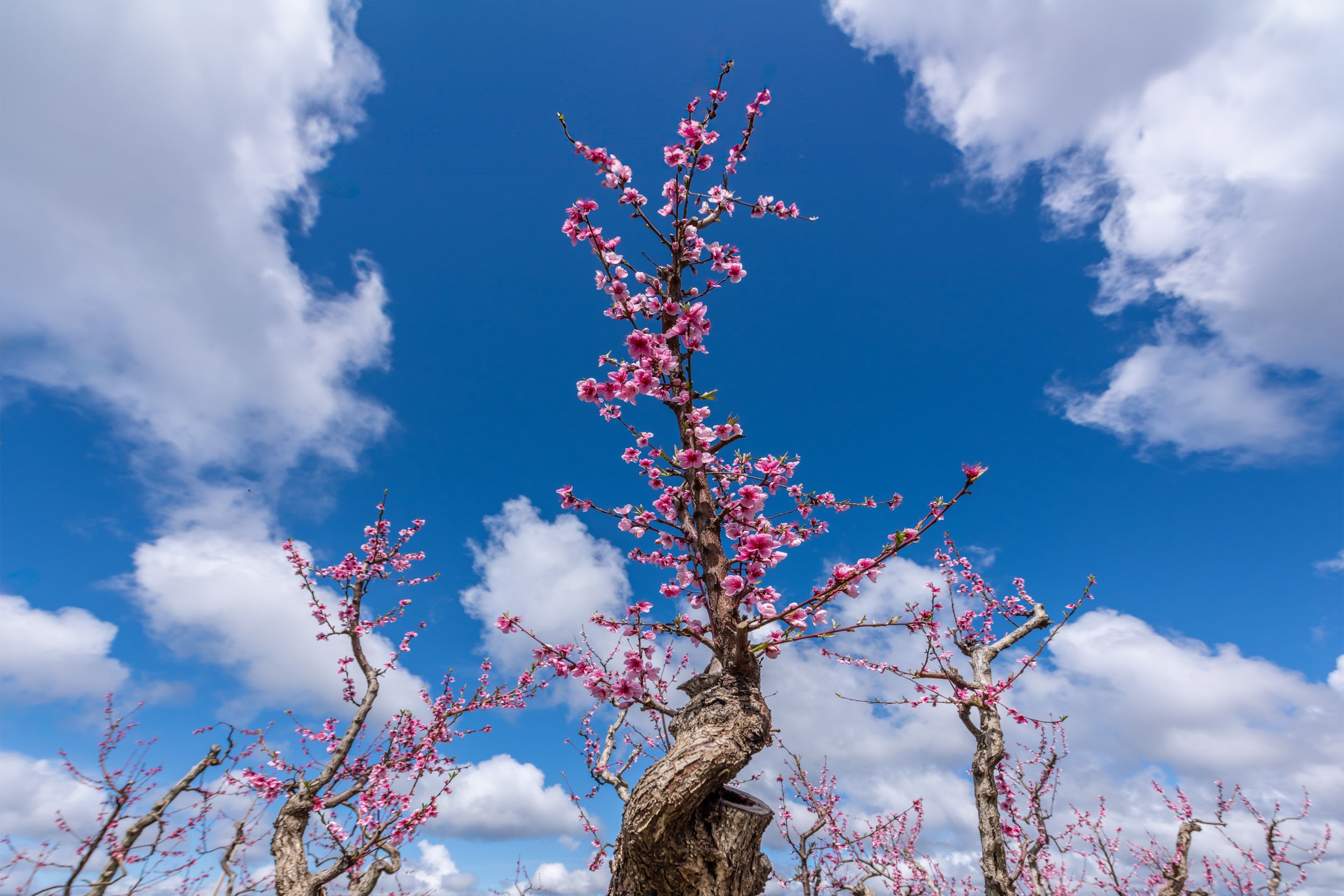 apple-blossoms-farm-spring.jpg