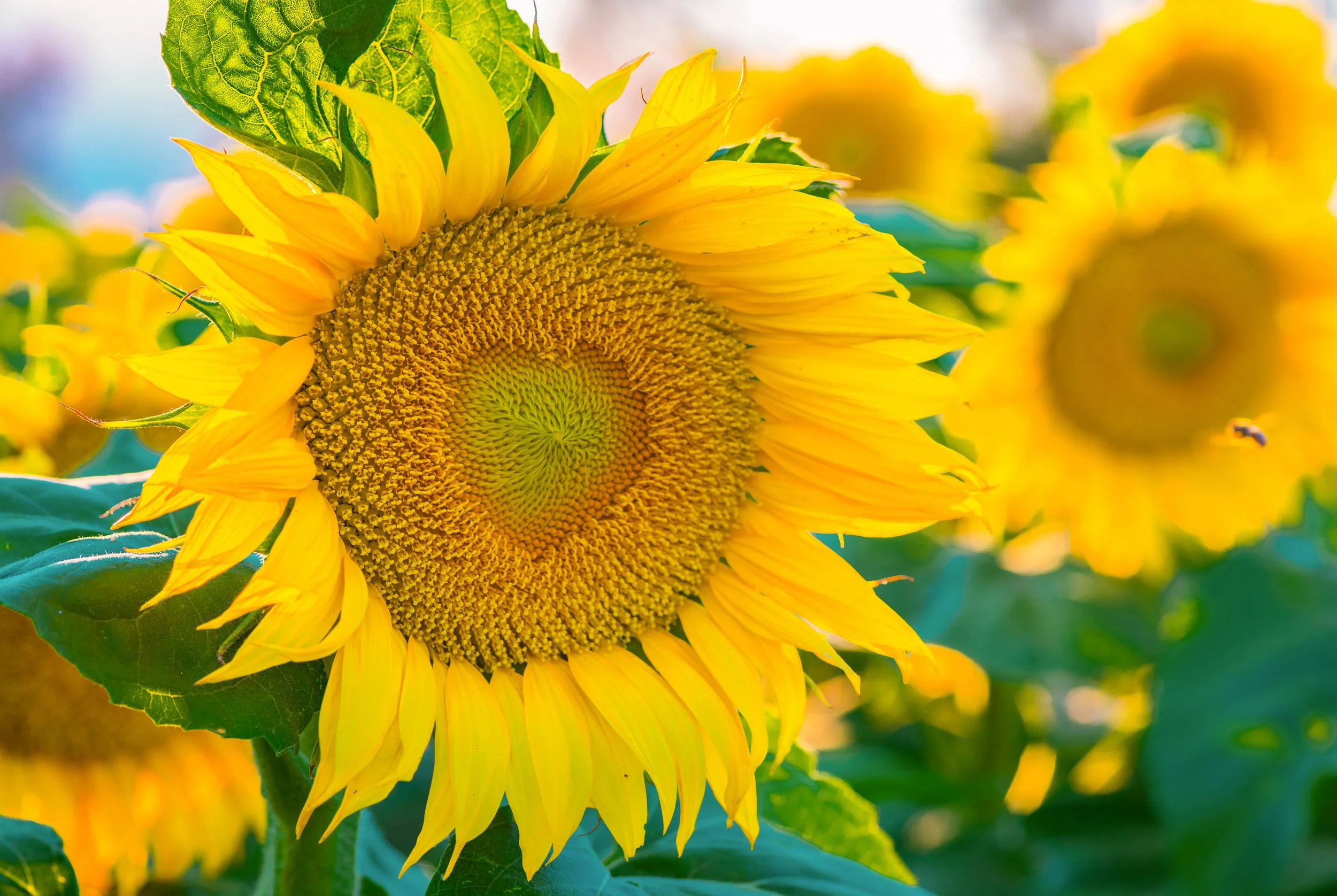 sunflower-with-heart-shape.jpg