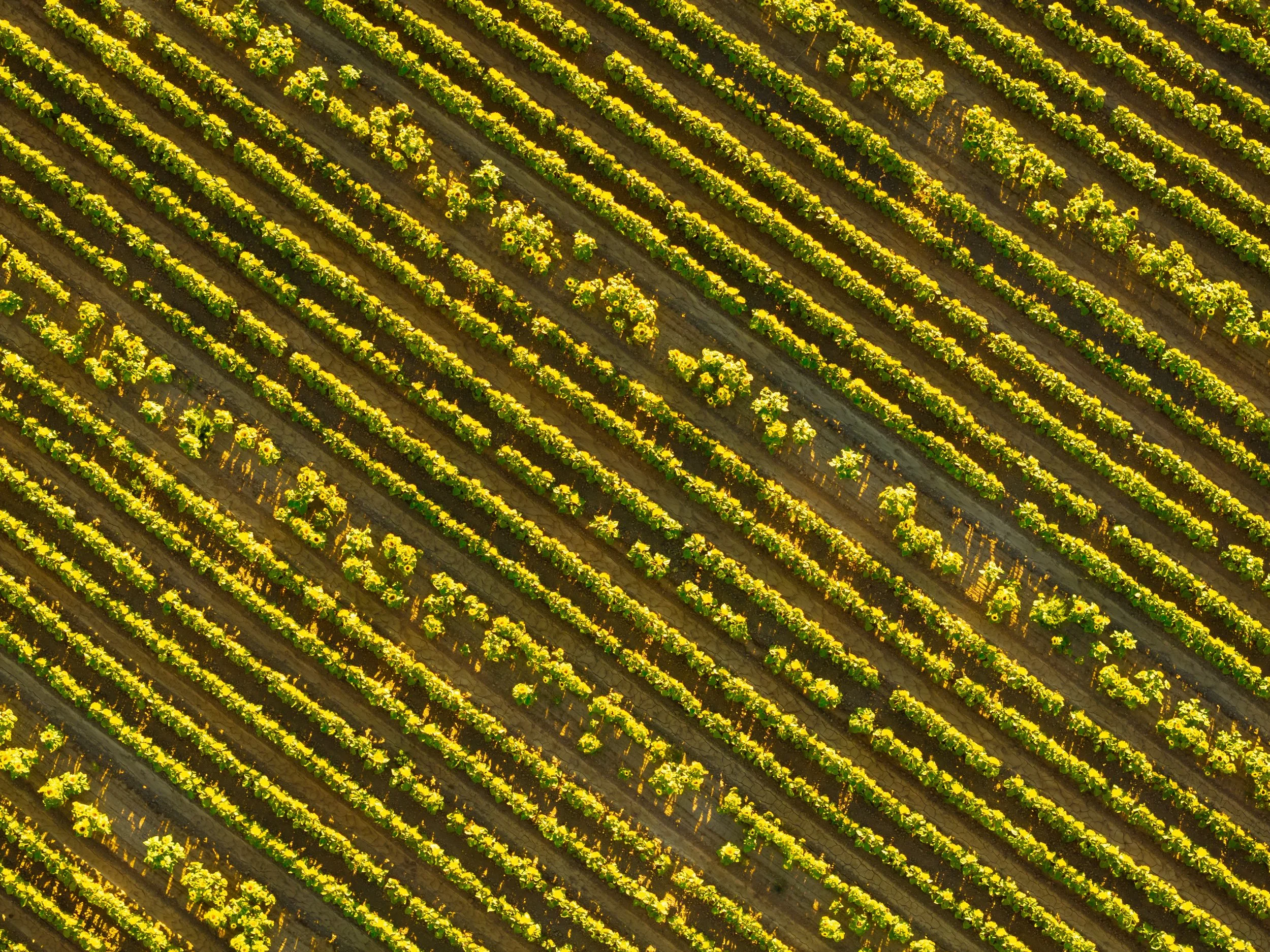 sunflower-fields-from-drone.jpg