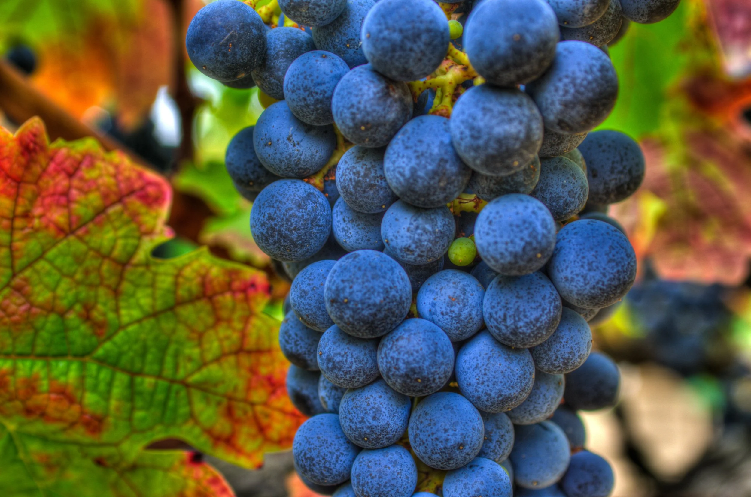 vineyard-wine-harvest.jpg