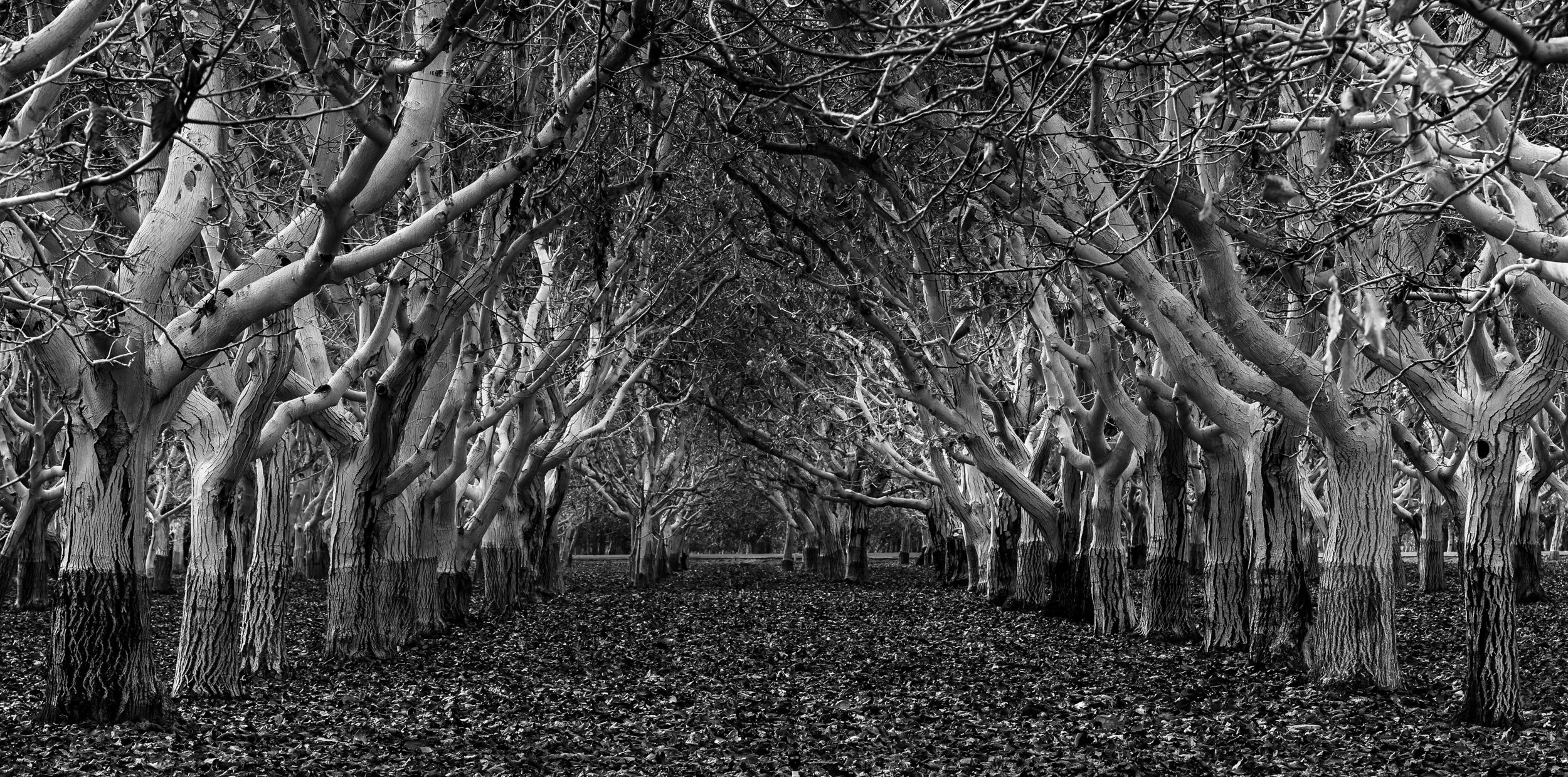 Walnut-Trees-4.jpg