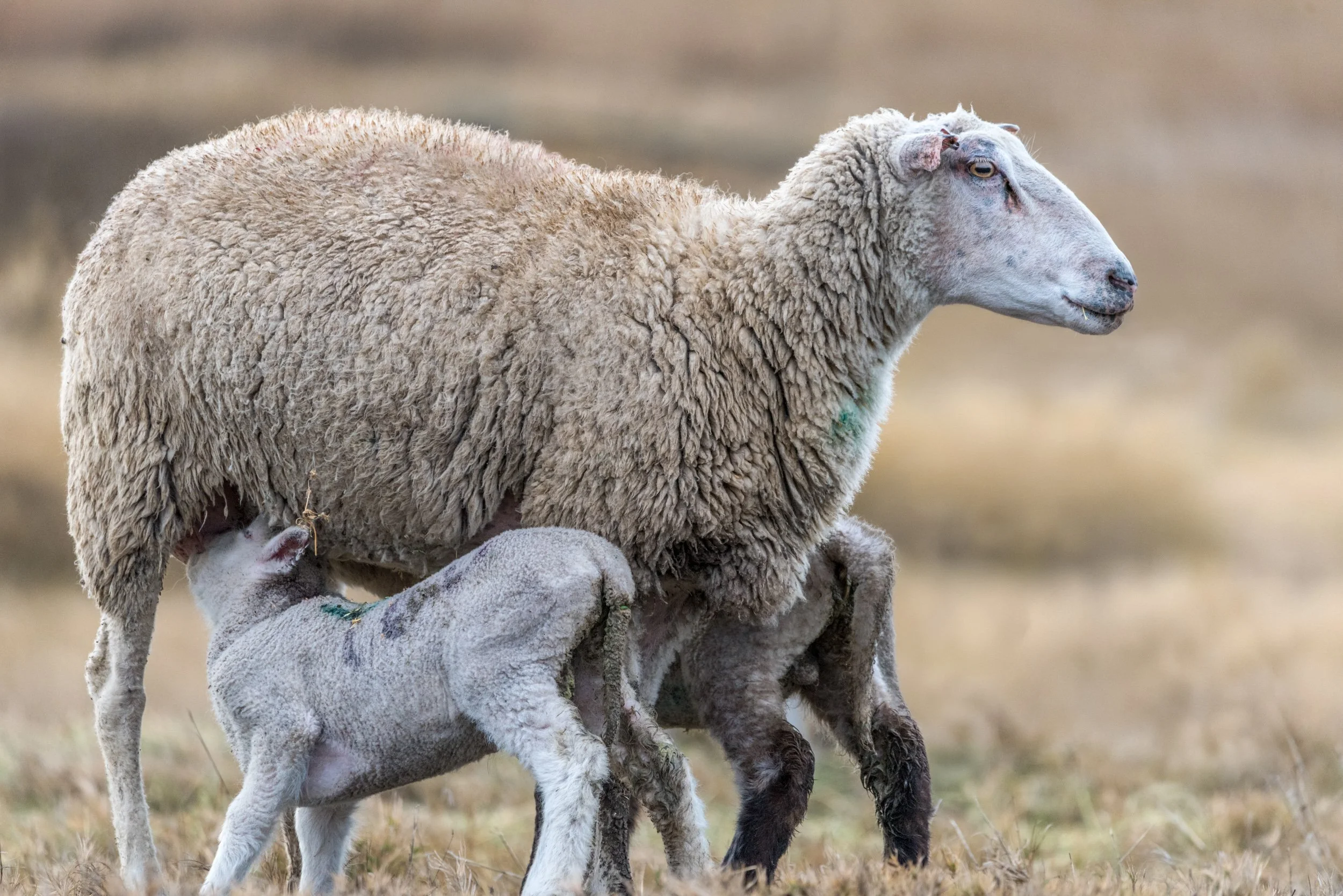 sheep-babies-feeding.jpg