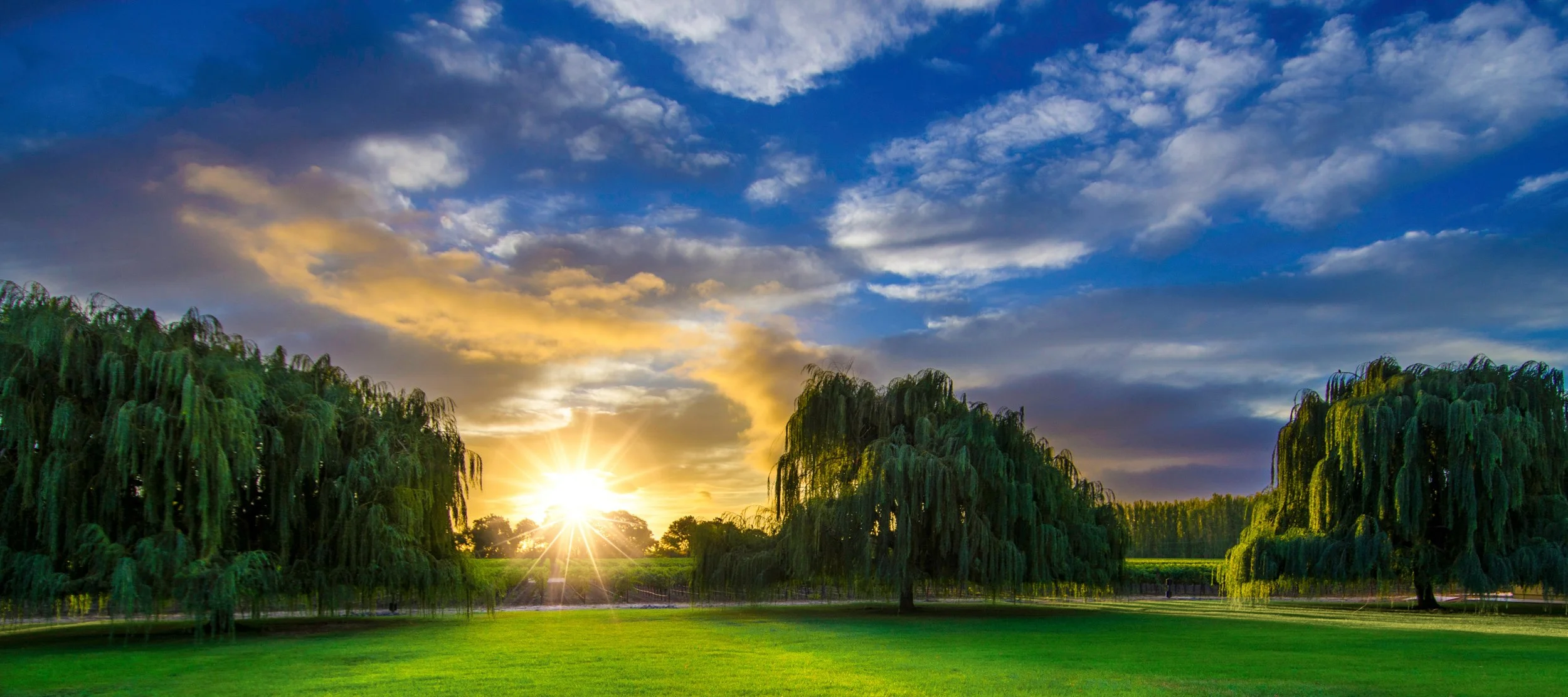 vineyard-sunrise.jpg