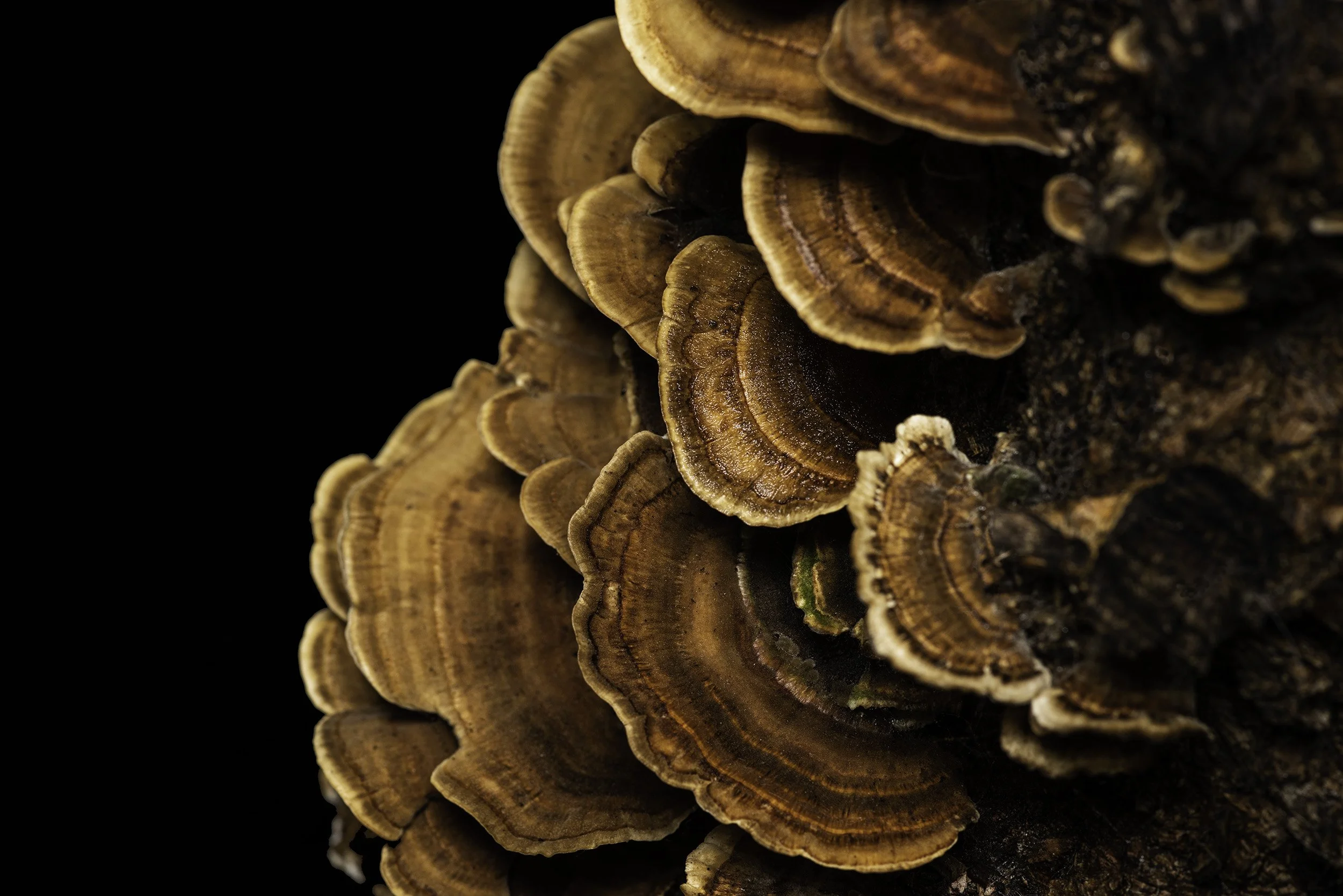turkey-tail-studio-photographers.jpg
