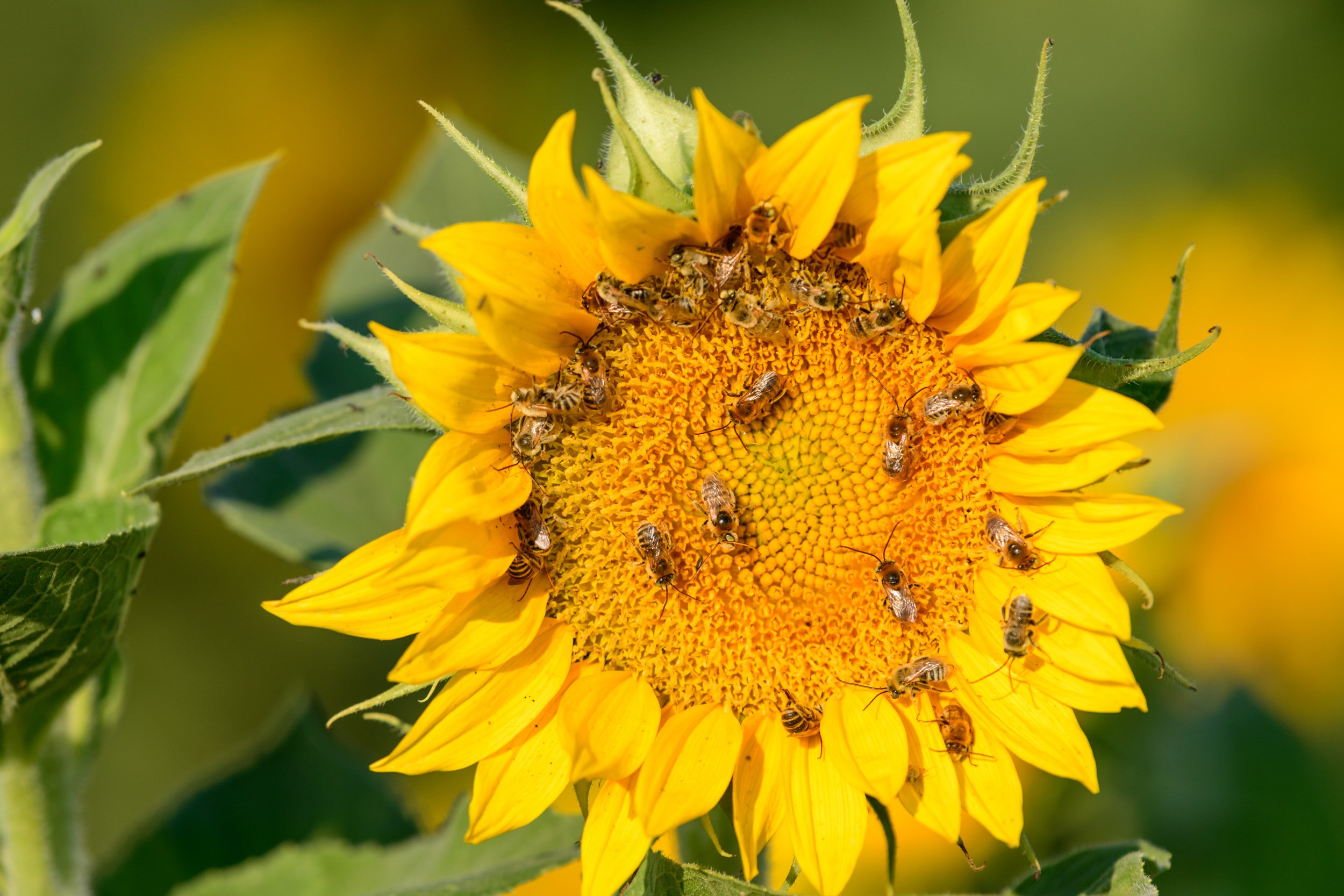 sunflower-fields-honey-bees.jpg
