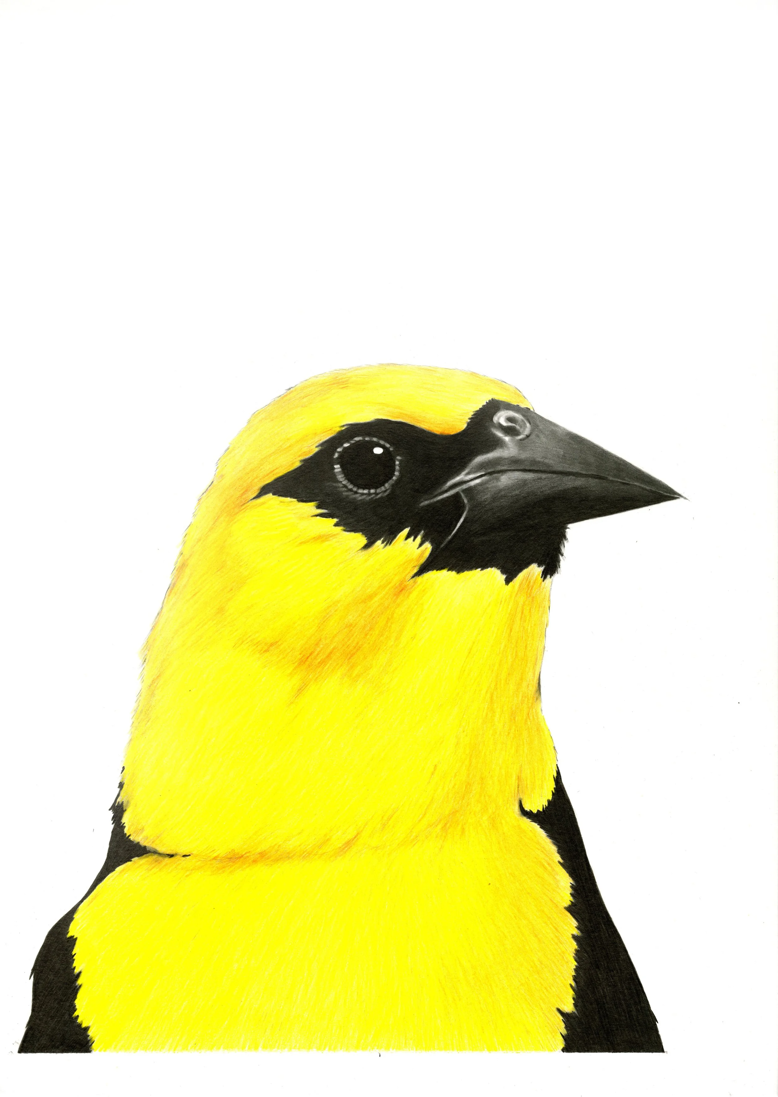YH Black Bird copy.jpg