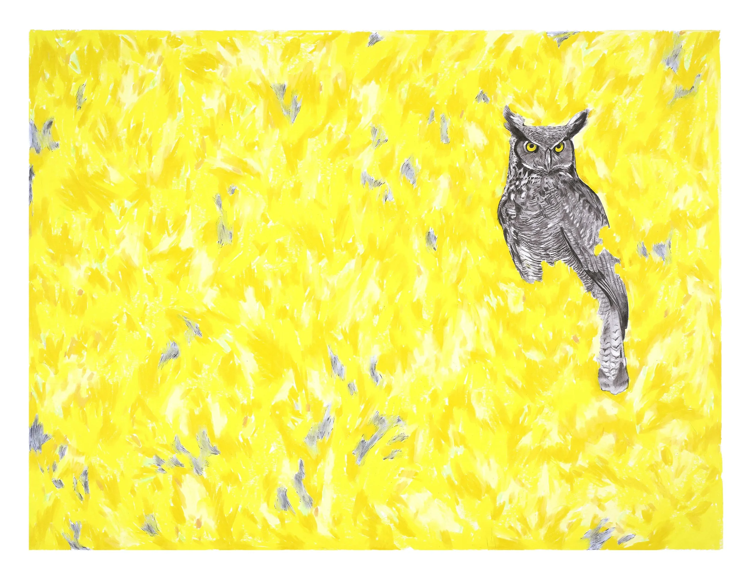 owl spread.jpg