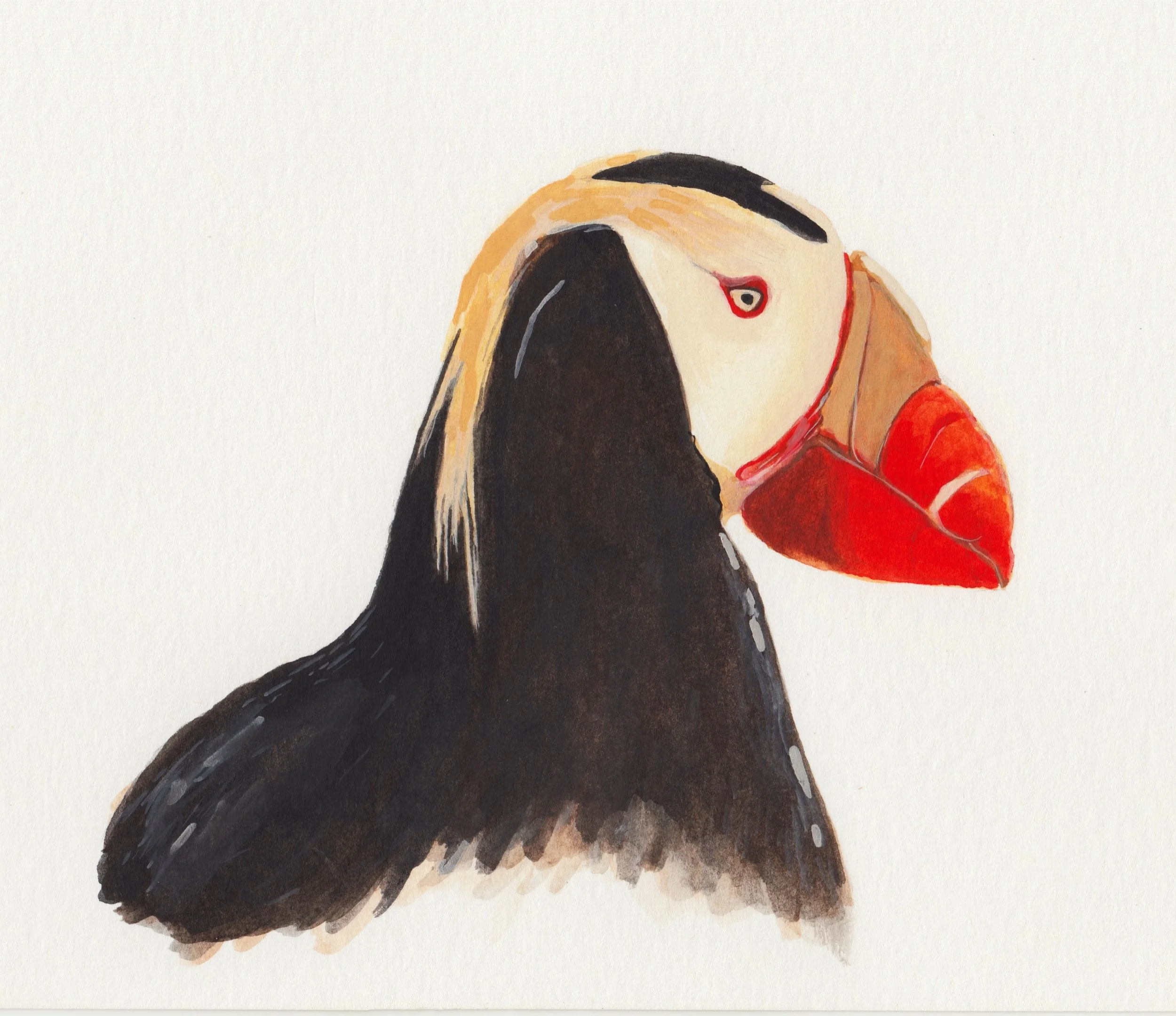Tufted Puffin.jpg