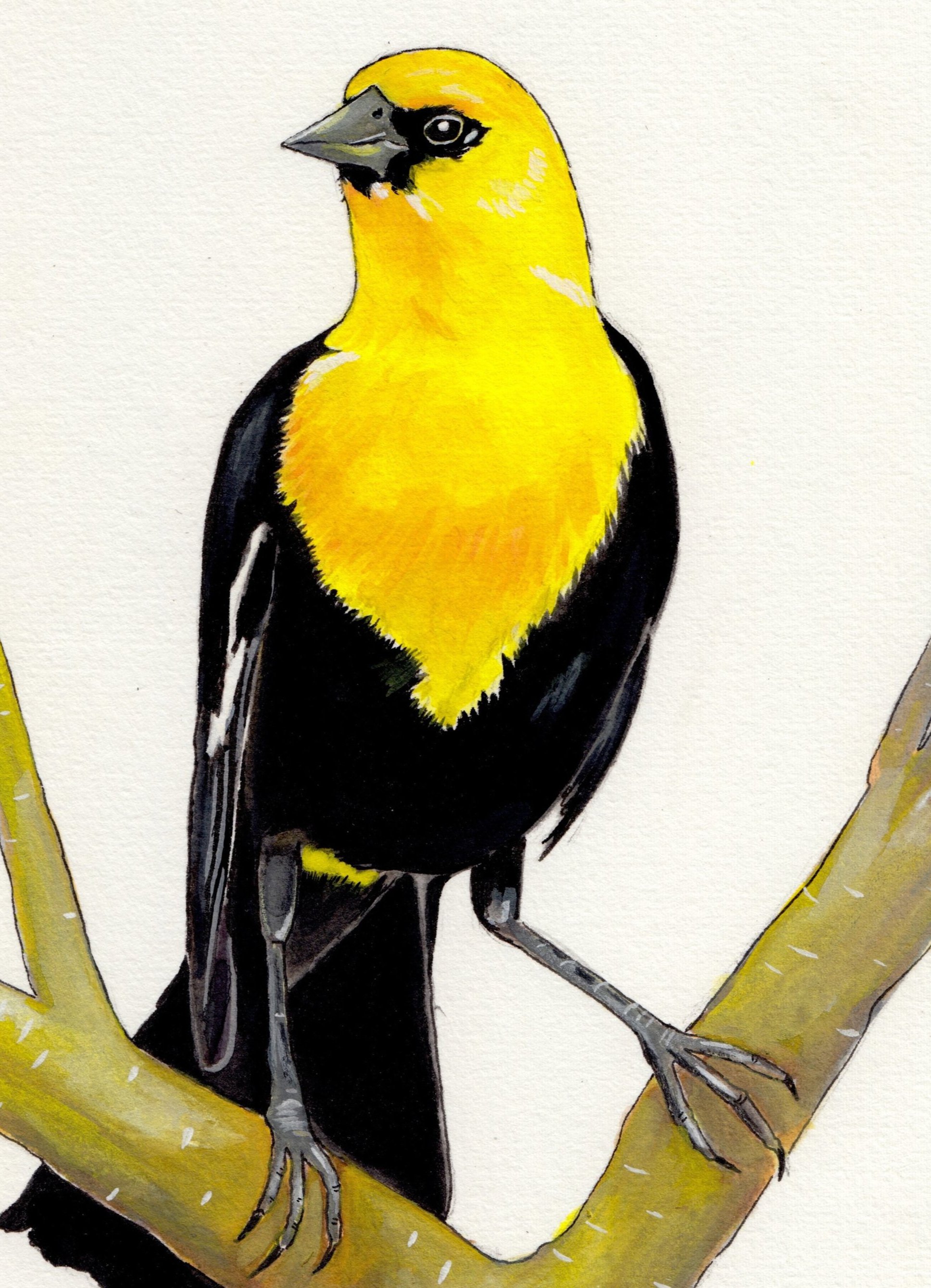 Yellow Headed Blackbird Watercolor-McKinney.jpg