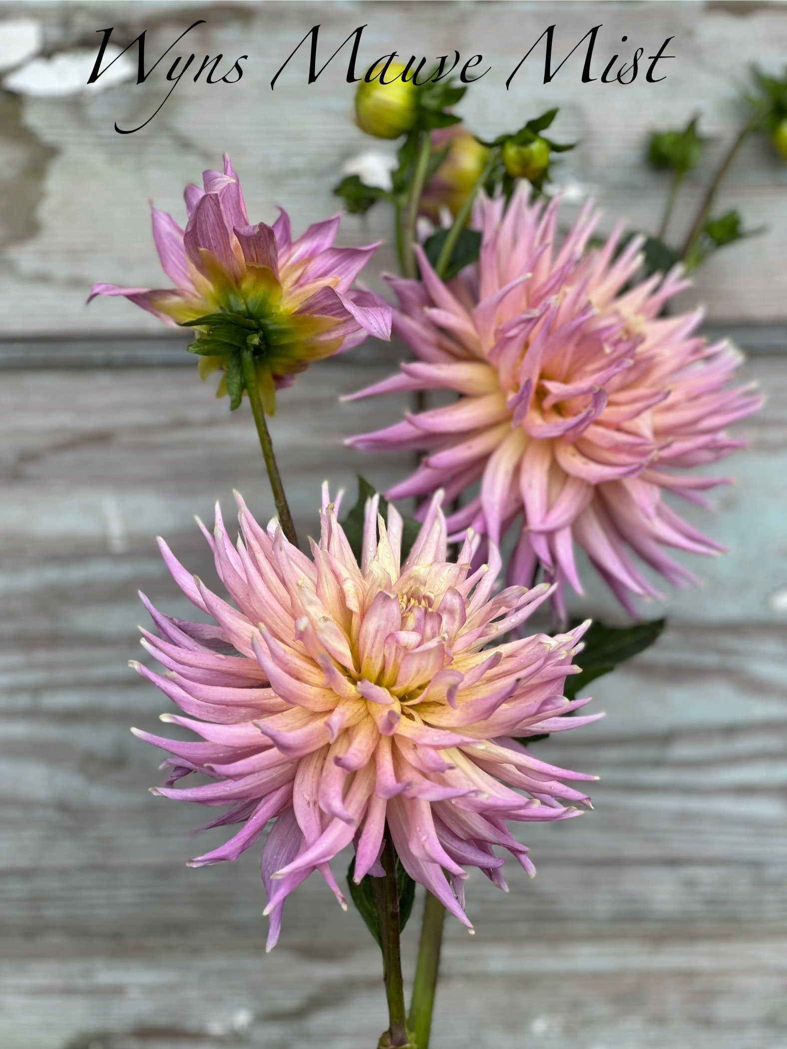 Wyn's Mauve Mist       (074)