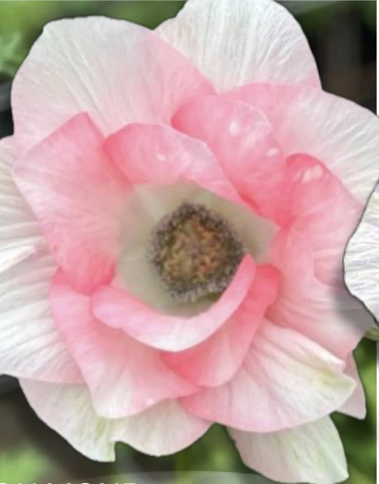 Anemone Mistral Salmon