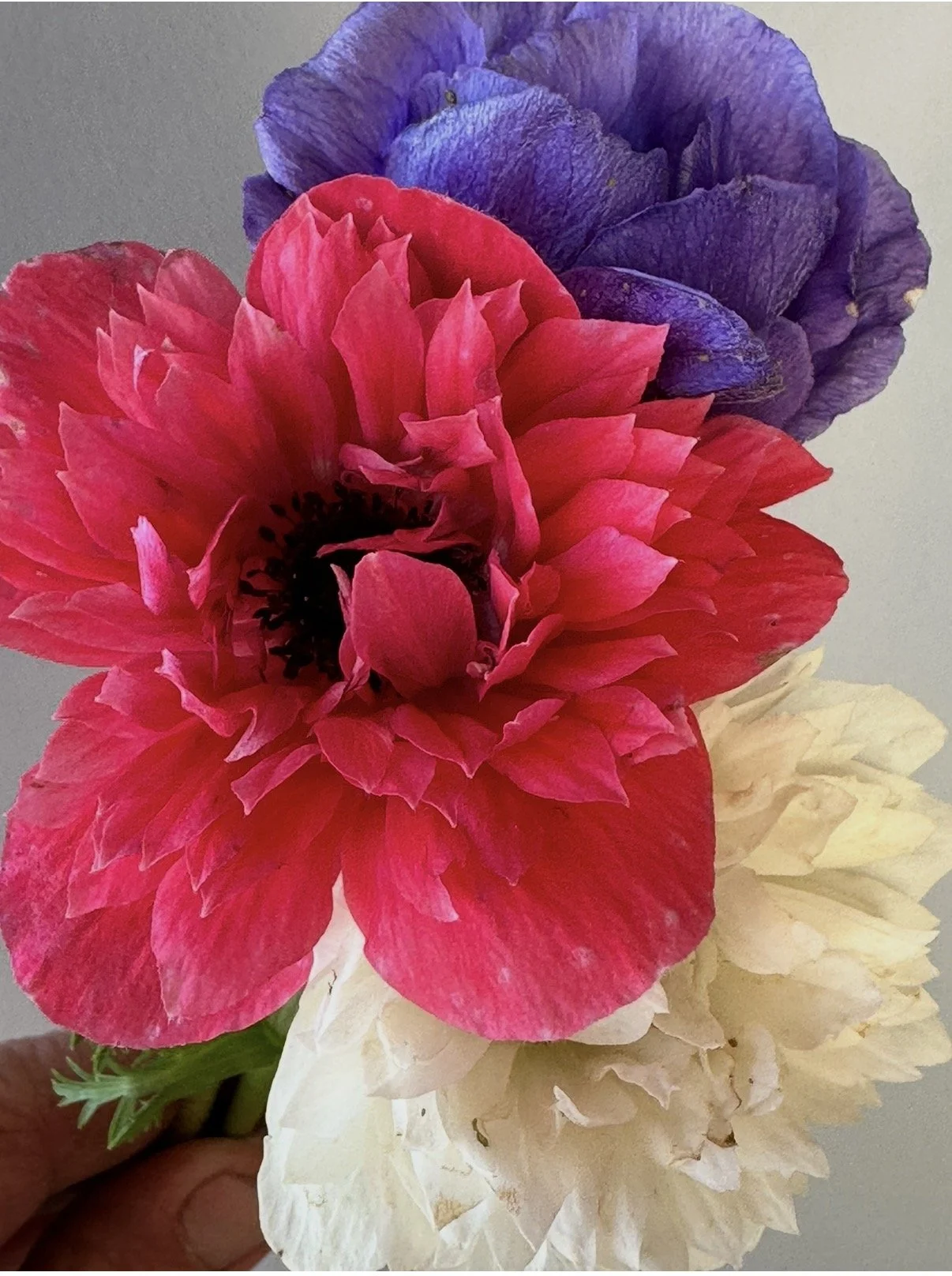 Anemone: Levante Mix