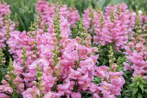 pink-snapdragons-usa-20560329.jpeg