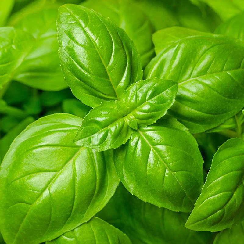 Genovese Basil