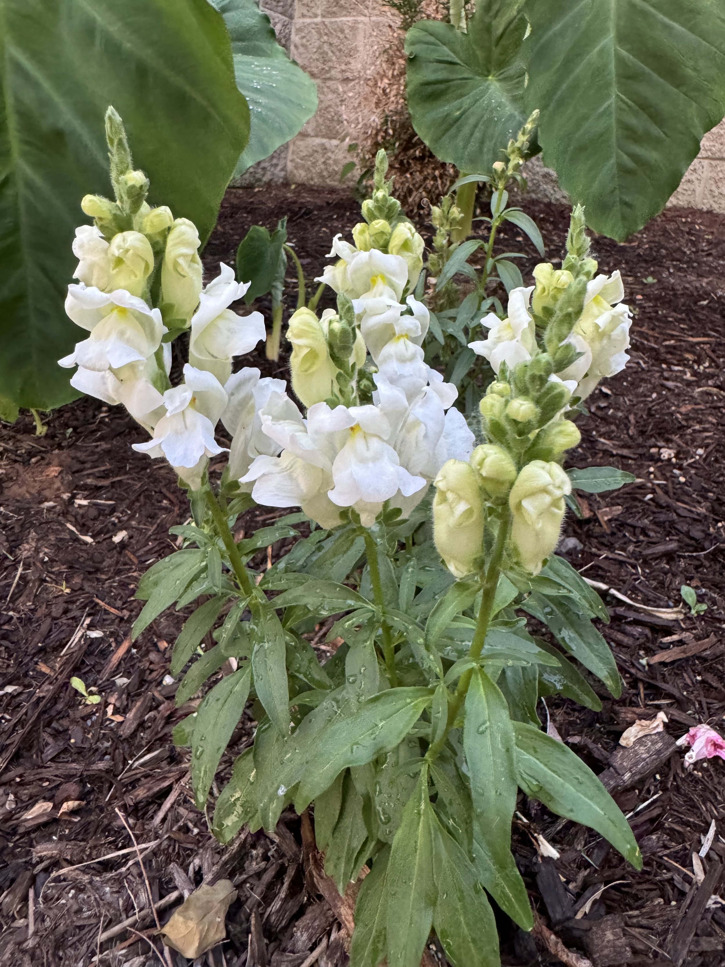 IMG_7393.jpeg