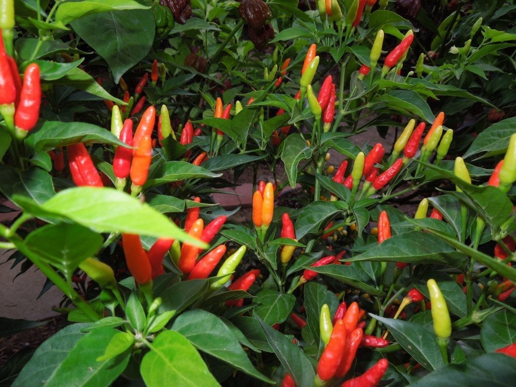 Tabasco