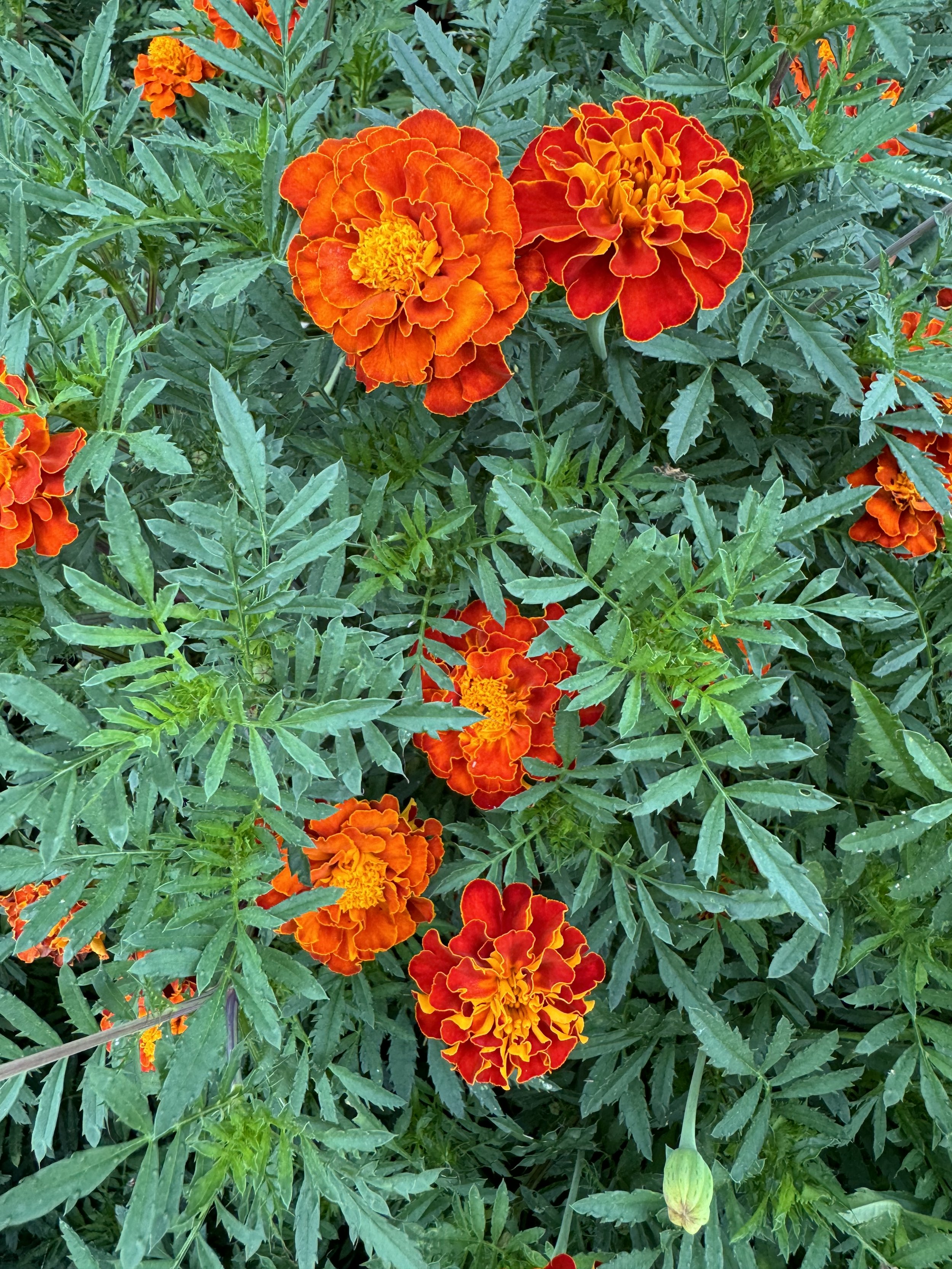 Marigold- Sunset Blend