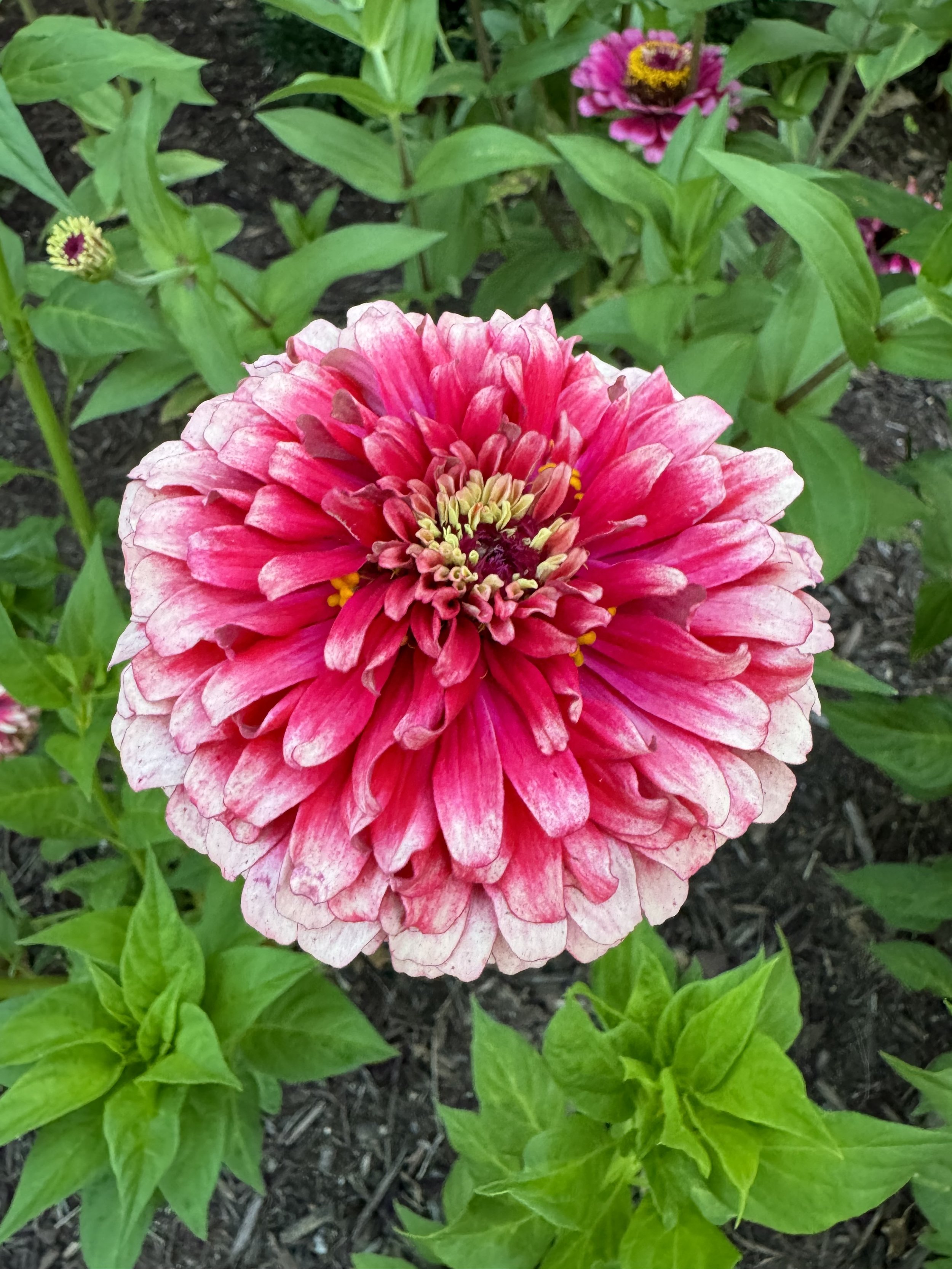Zinnia- Mazurkia