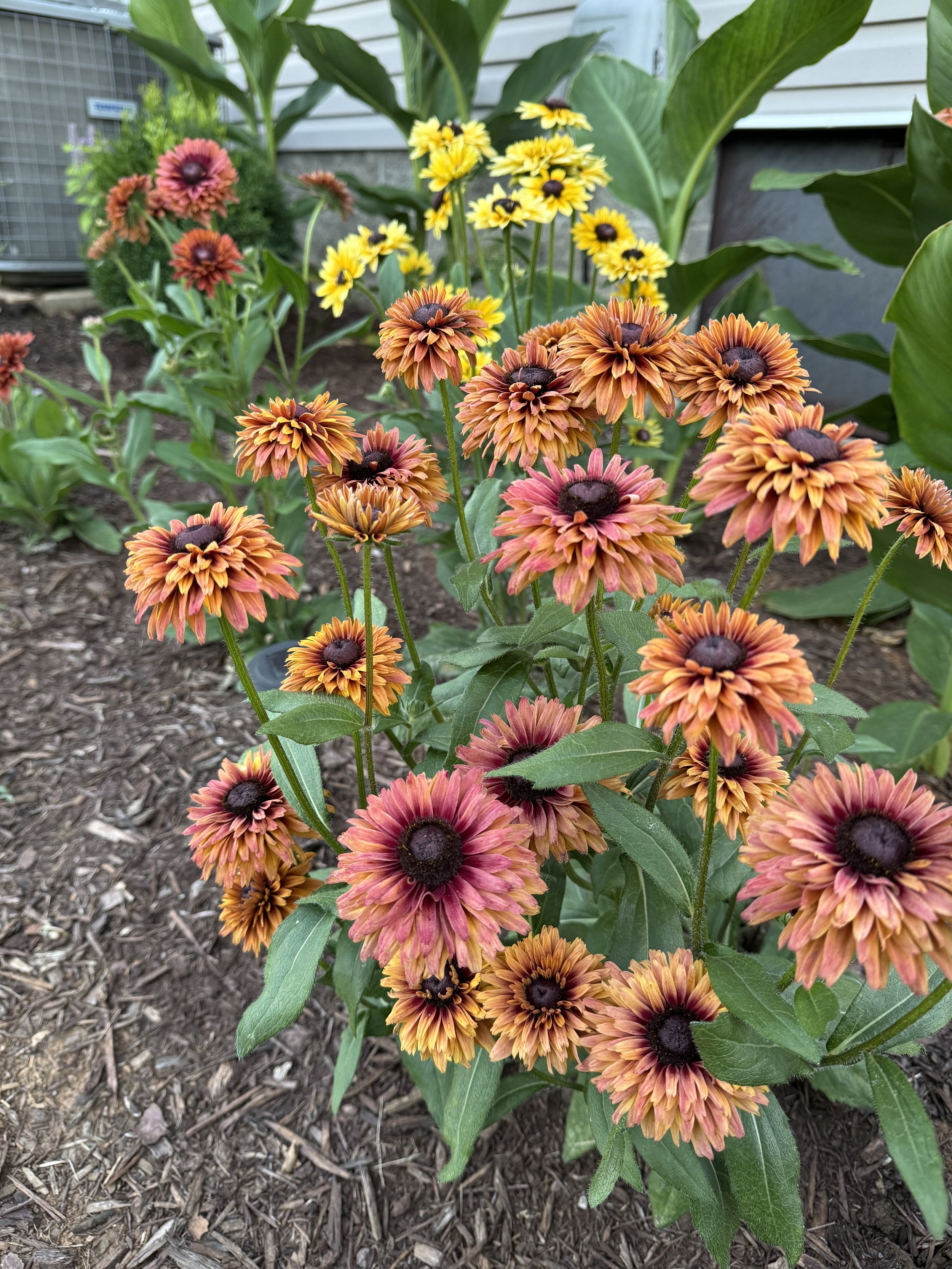 Sahara Rudbeckia