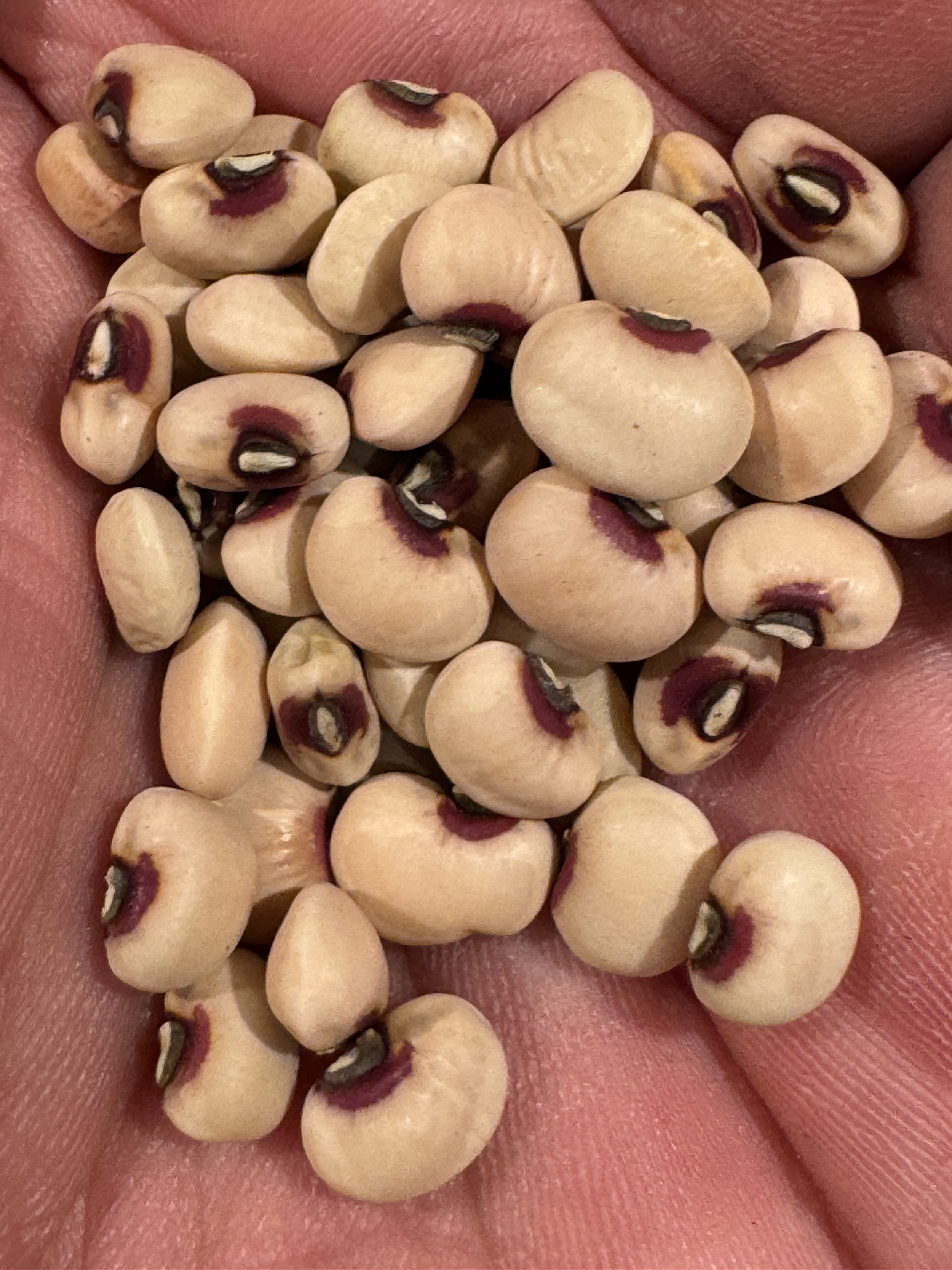 Pinkeye Purple Hull Cowpea