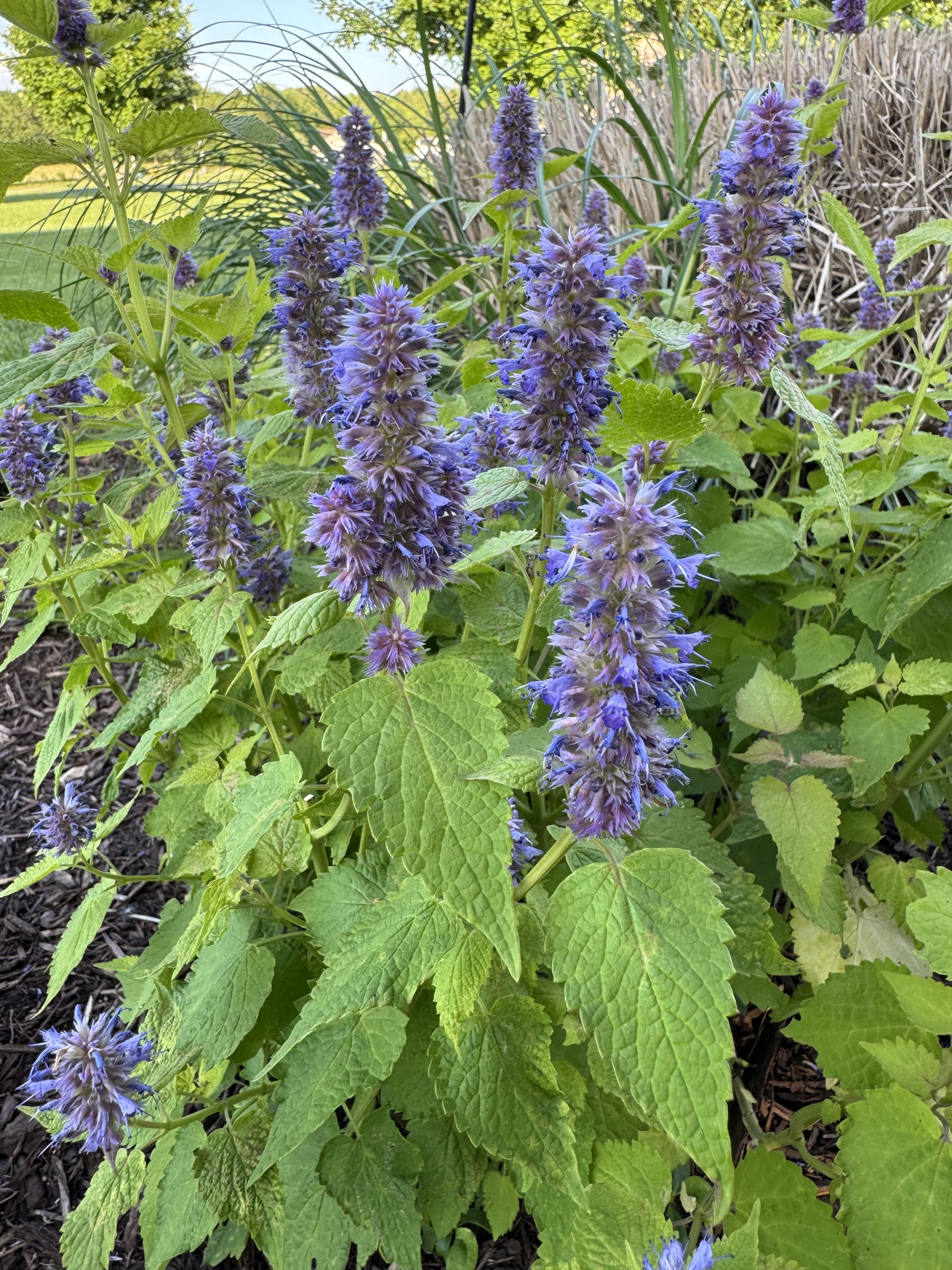 Hyssop- Golden Jubilee