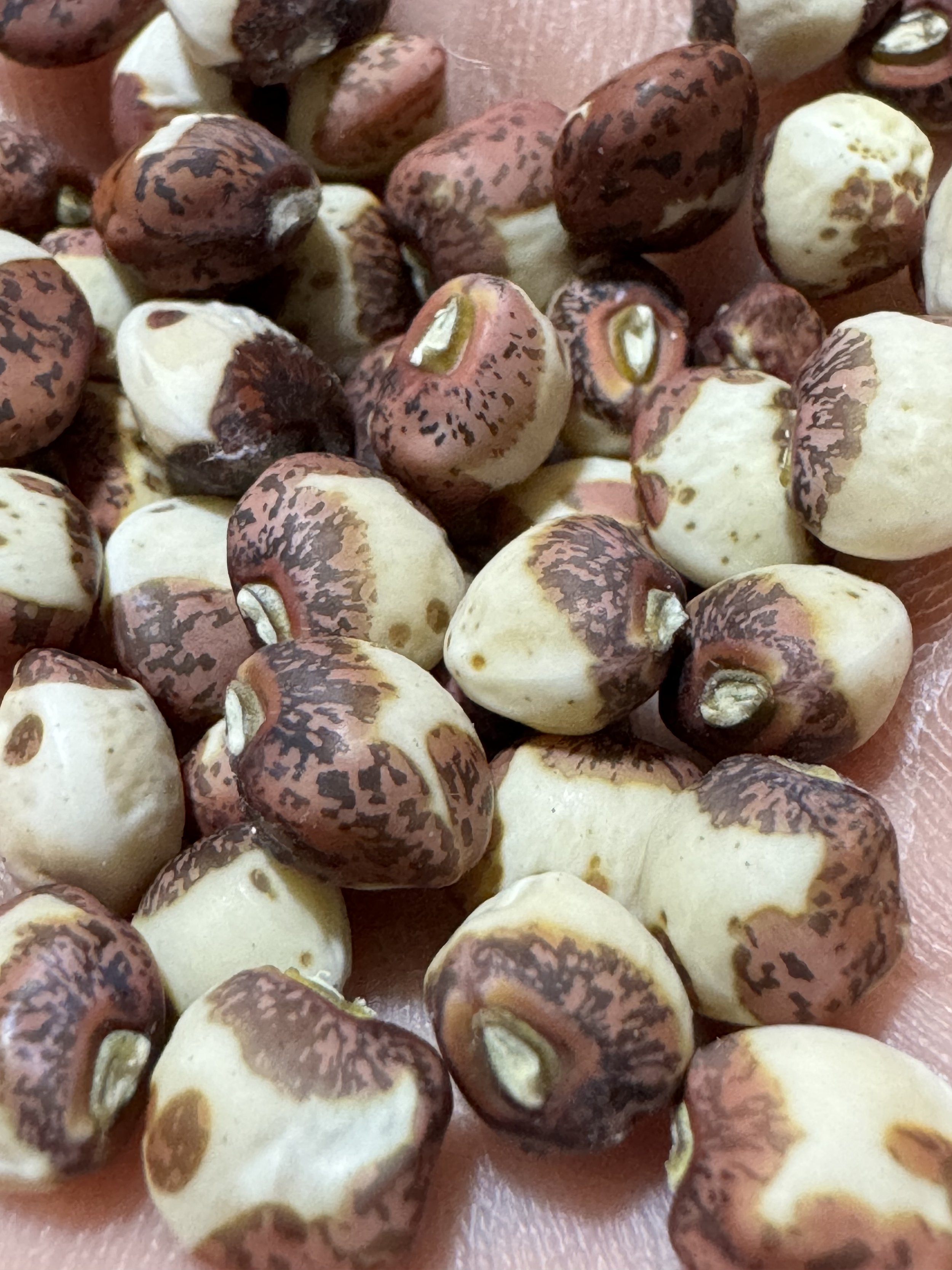 Ozark Razorback Cowpea