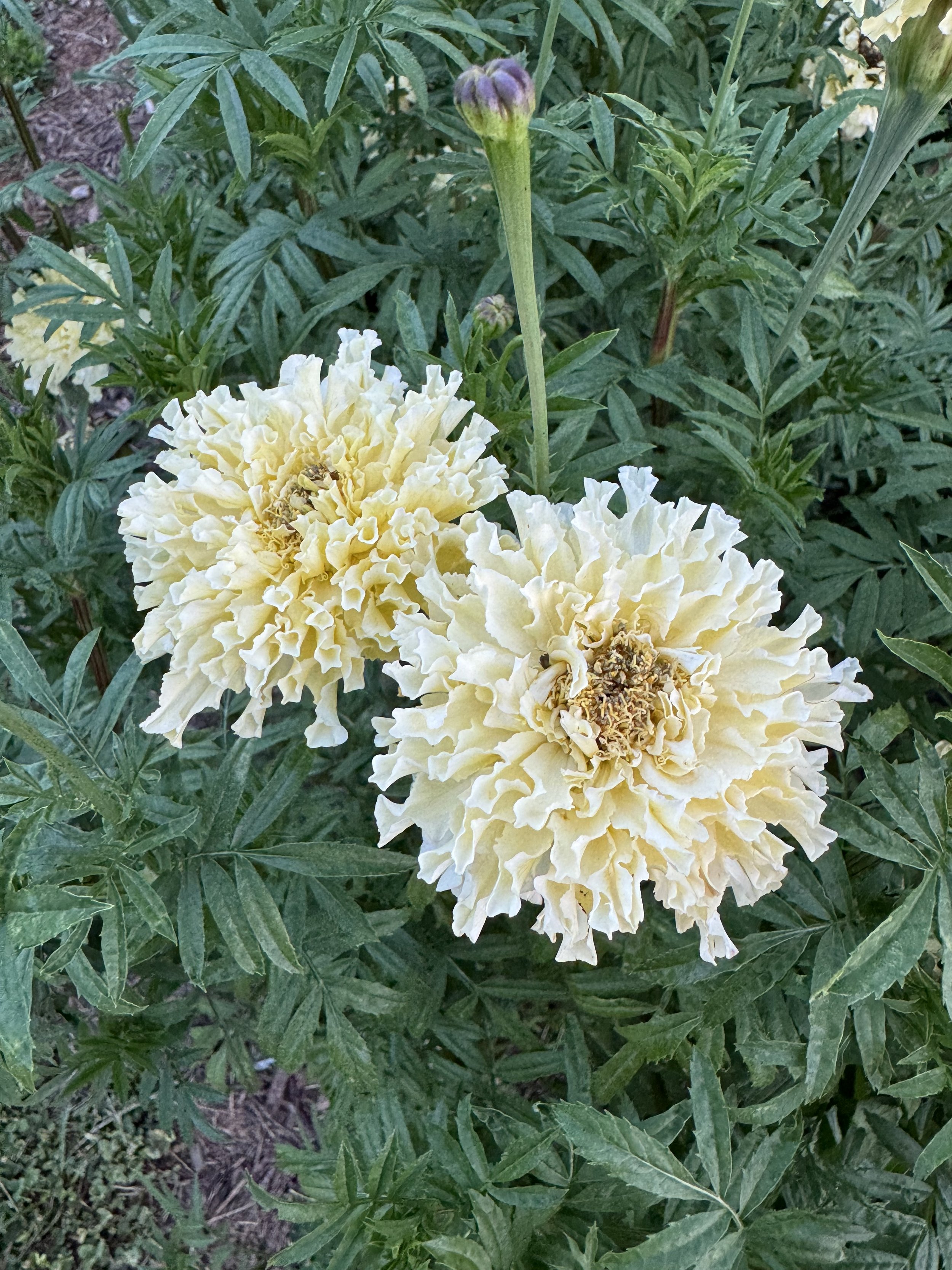 Marigold- Kilimanjaro White