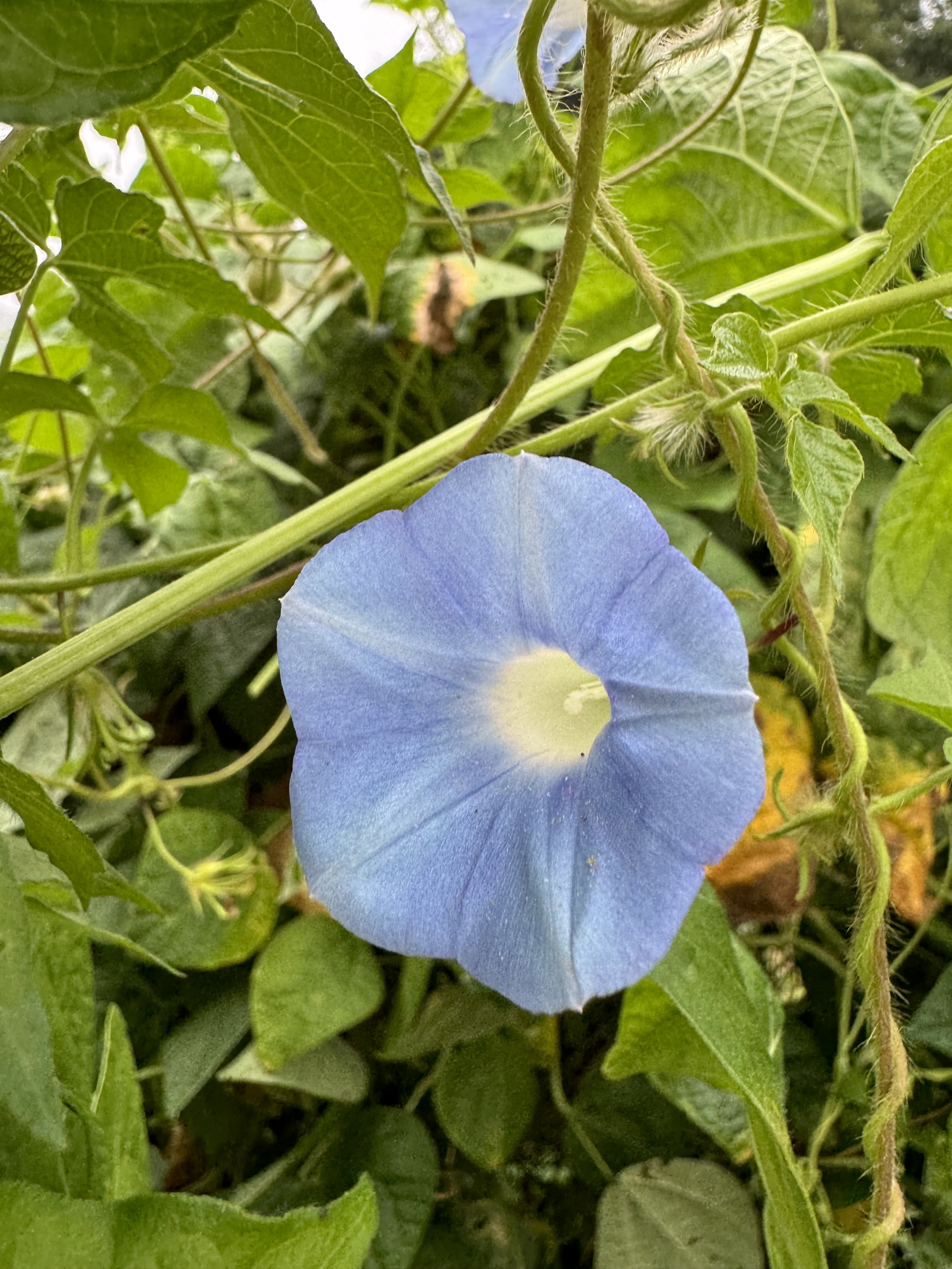Ivy-Leaved Morning Glory