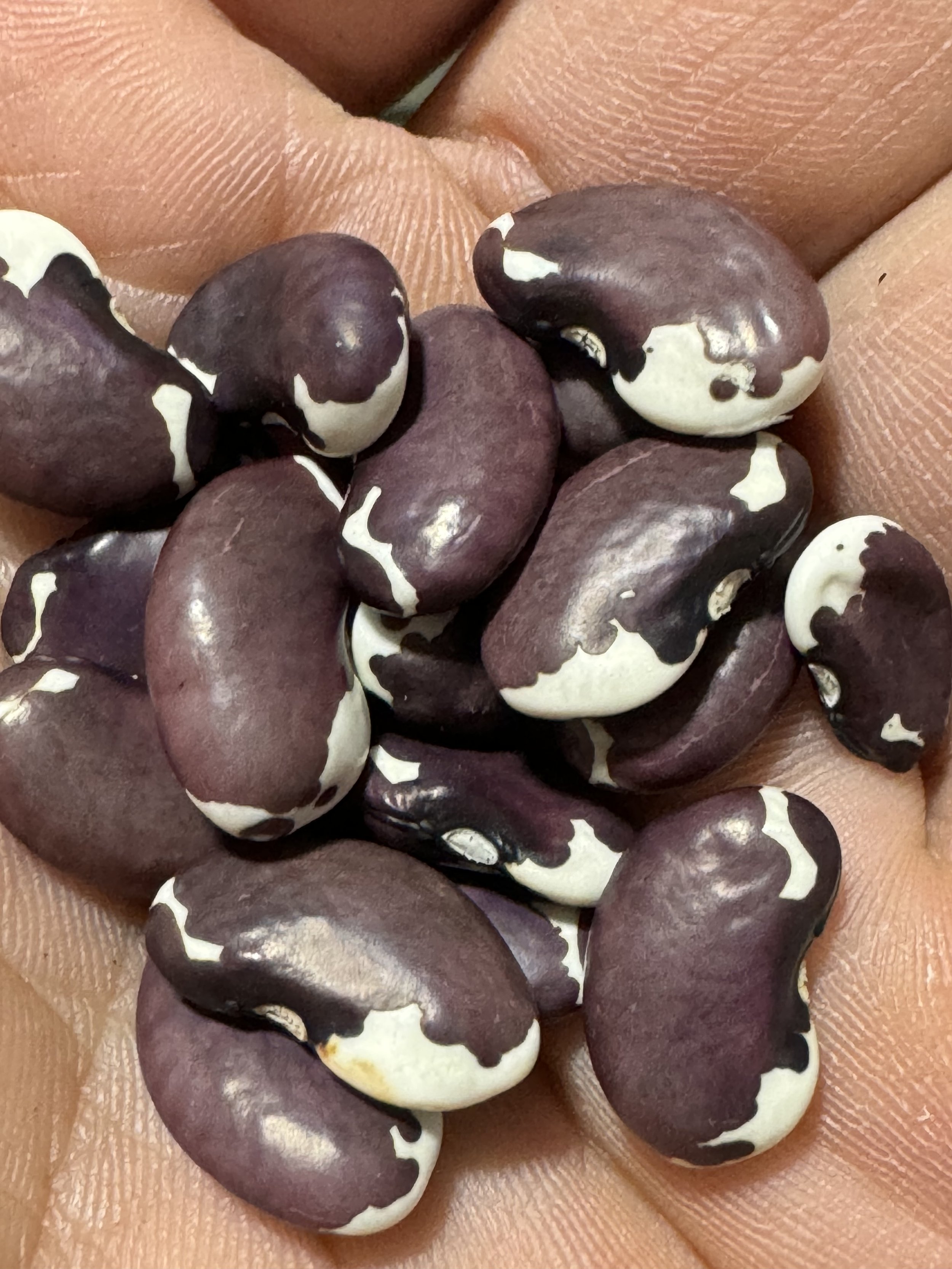 1500 Year Old Cave Bean