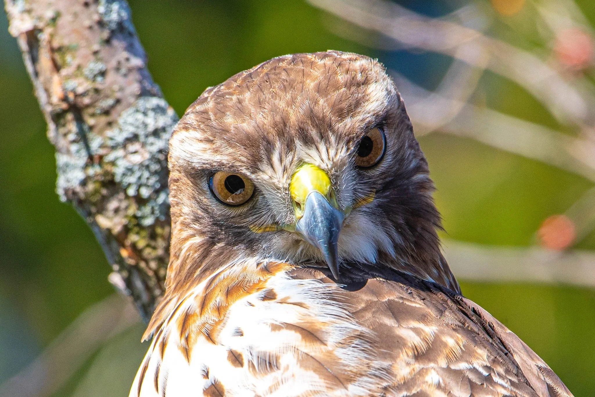 staring me down.jpeg