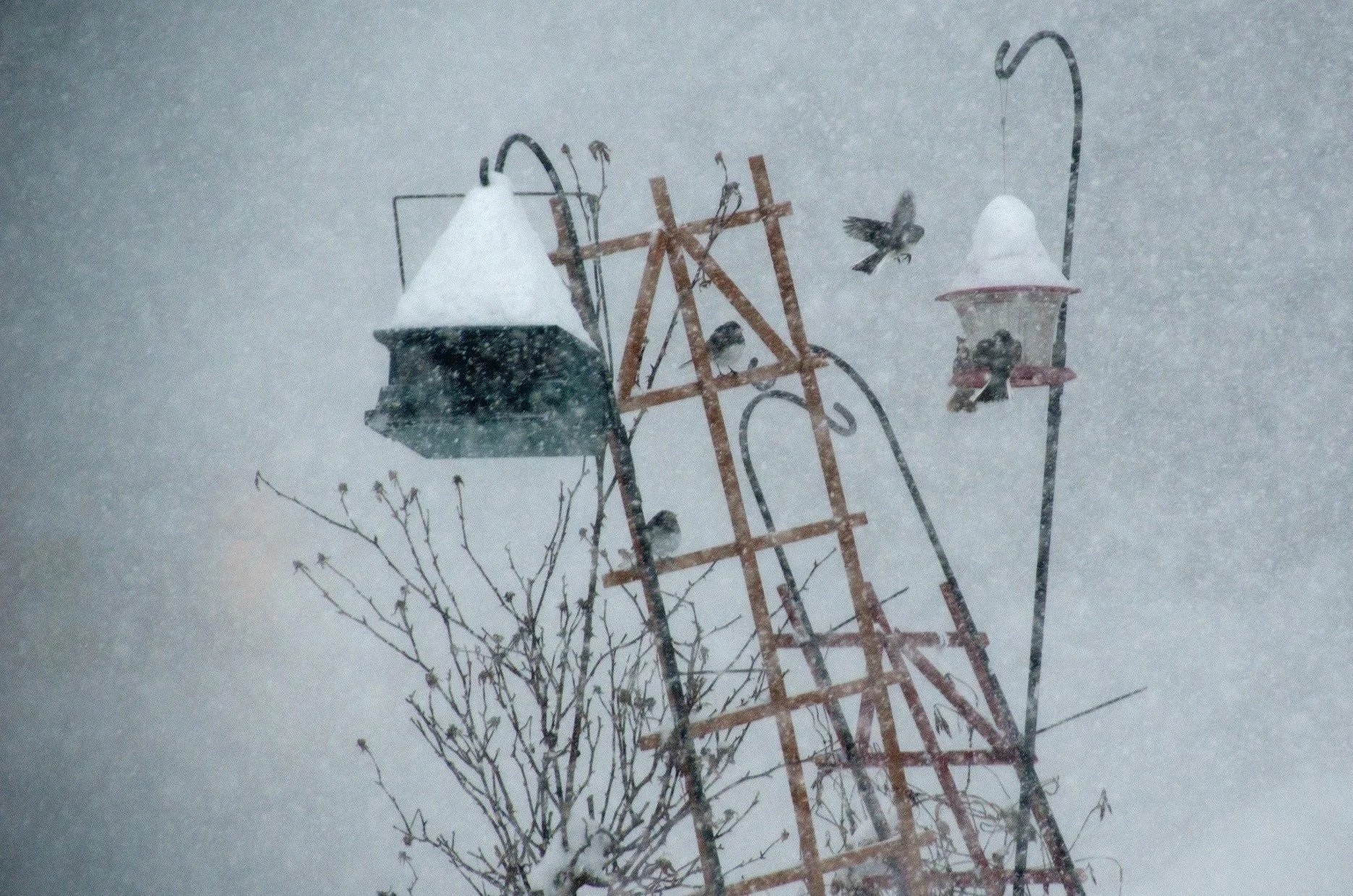 birds+in+the+snowstorm.jpg