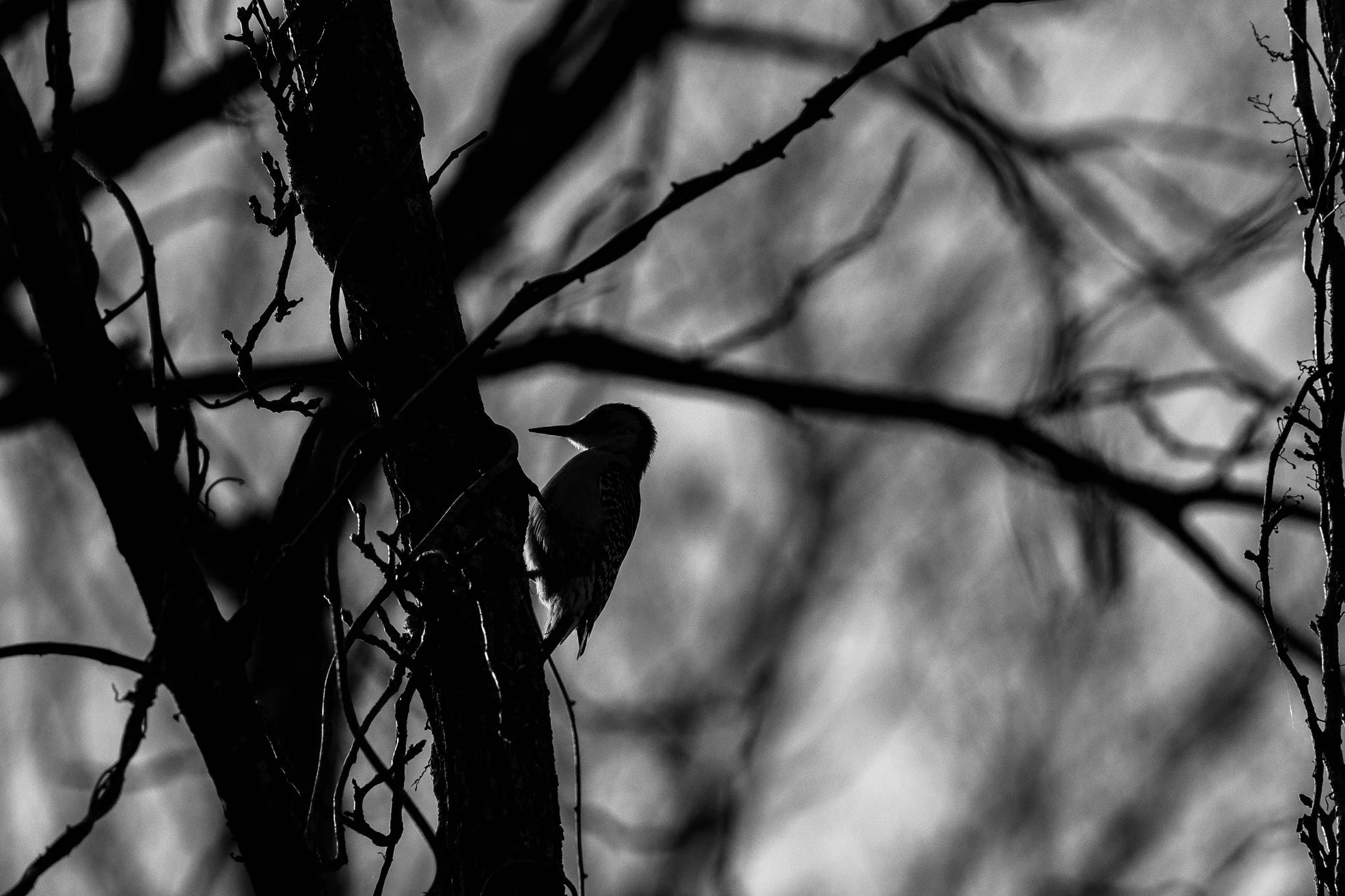 woodpecker b&w.jpeg