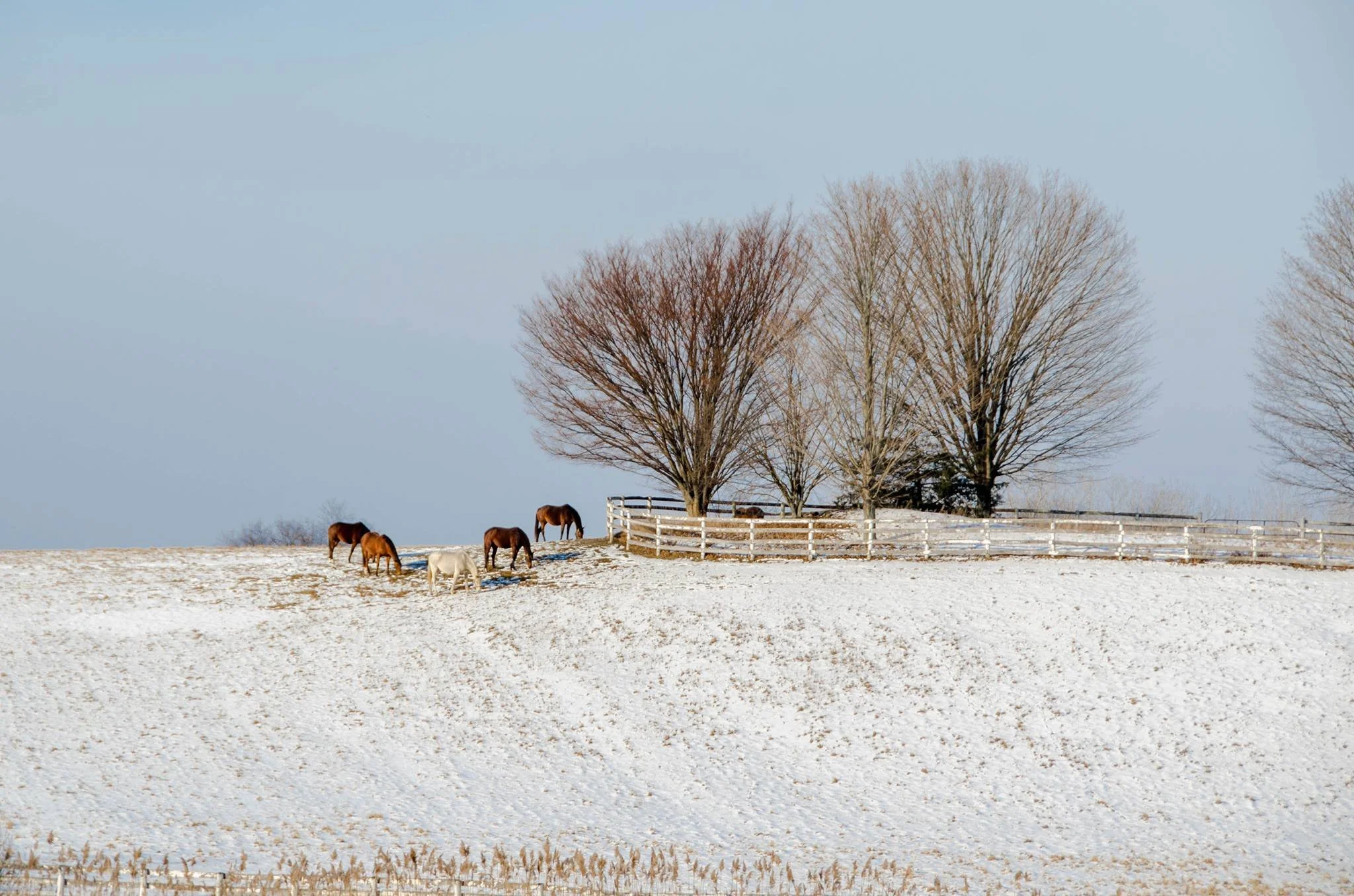 horses in the snow.jpeg
