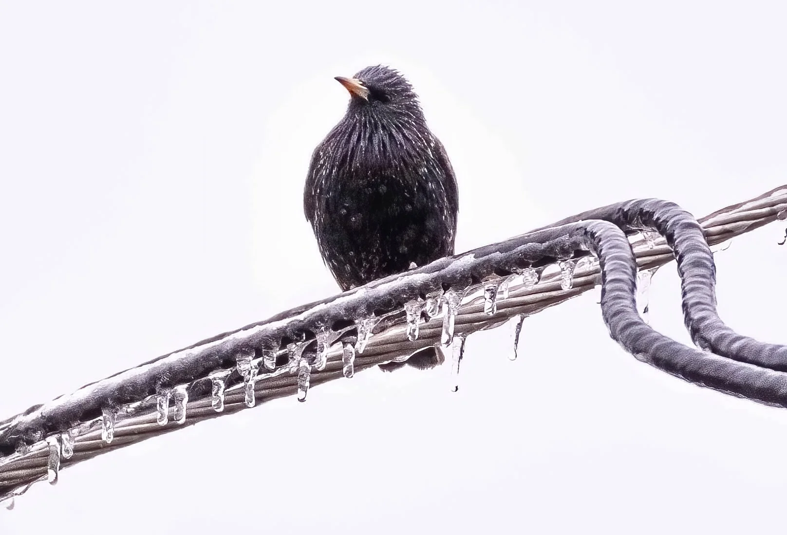 frozen bird-DeNoiseAI-standard.jpg