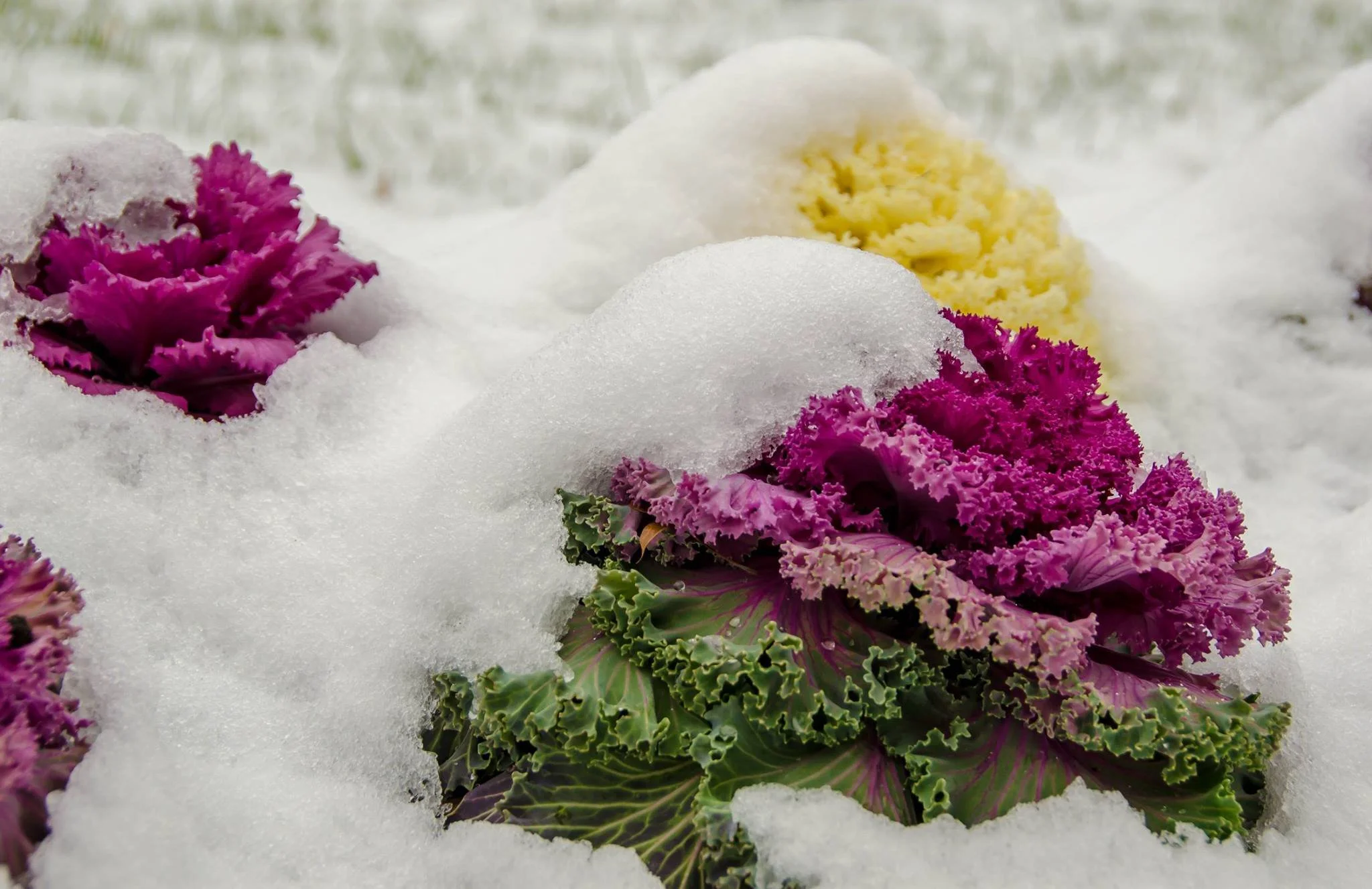 beauty in the snow.jpeg