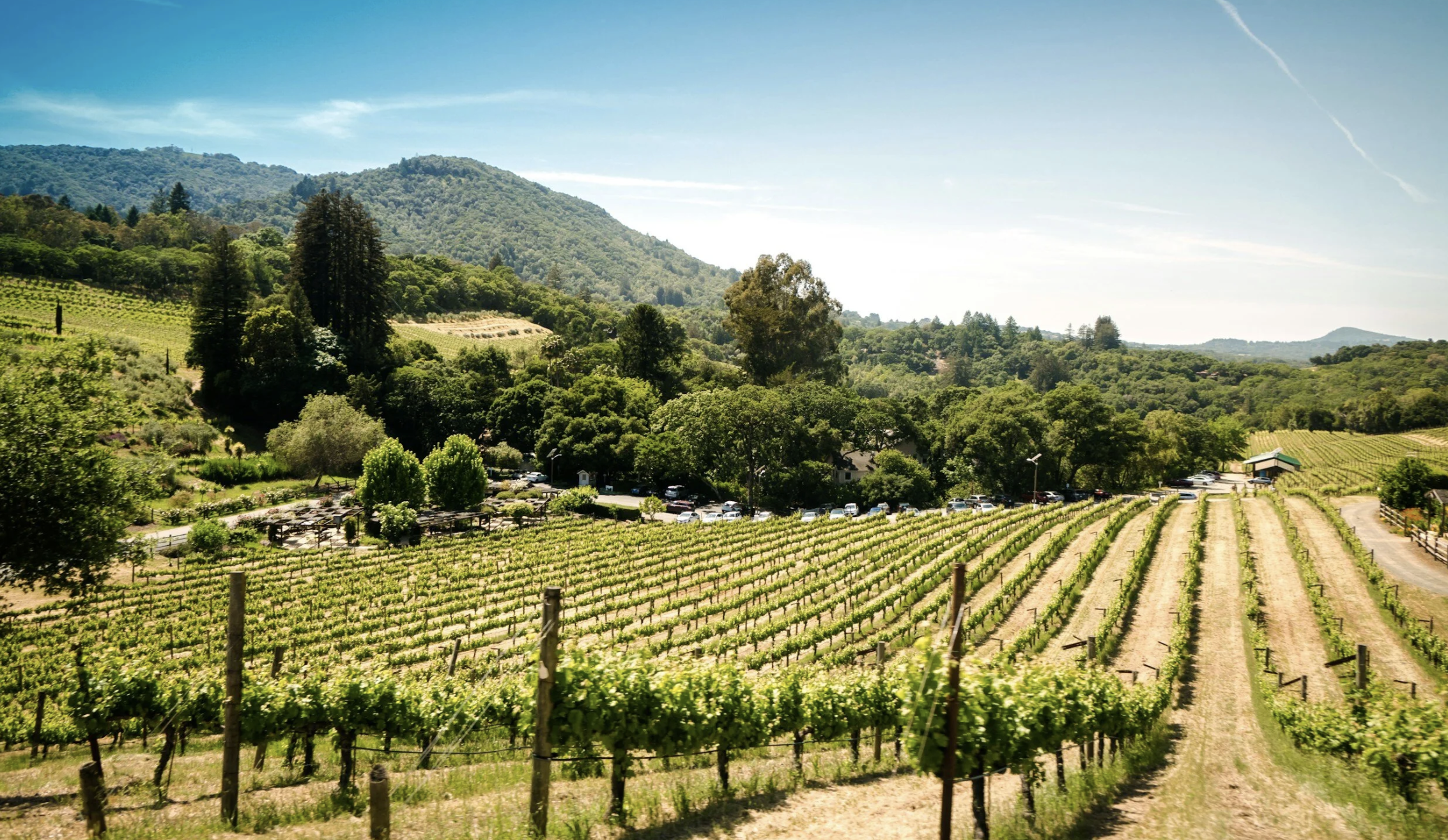 Wine Tasting