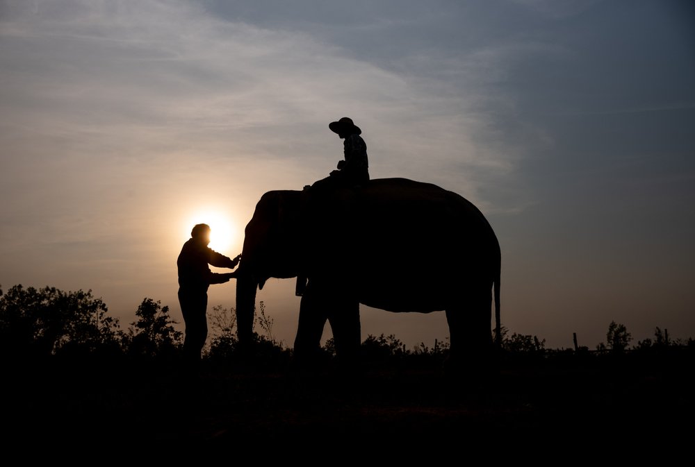 Smithsonian_Myanmar_Elephant Collaring_Justin_Mott_001.JPG
