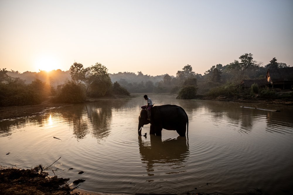 Smithsonian_Myanmar_Elephant Collaring_Justin_Mott_002.JPG