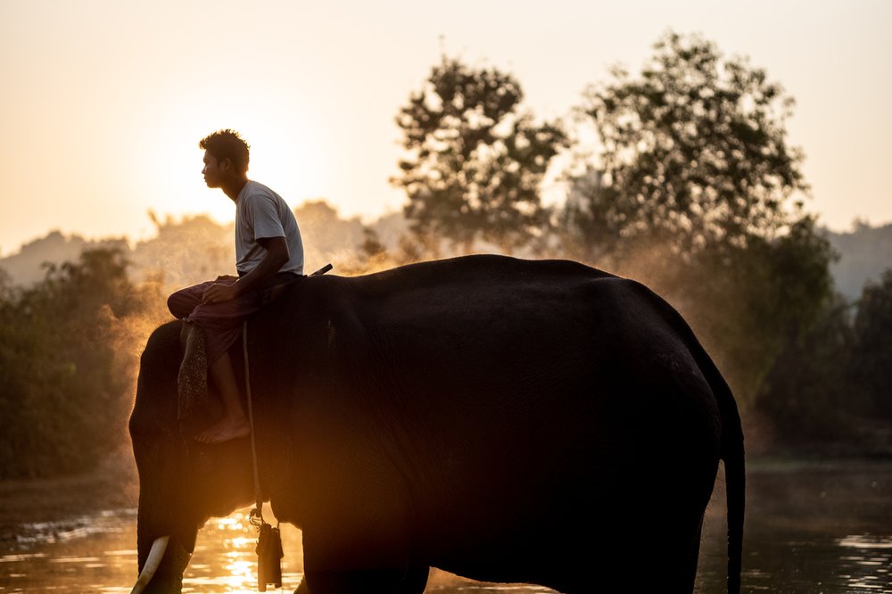 Smithsonian_Myanmar_Elephant Collaring_Justin_Mott_010.JPG