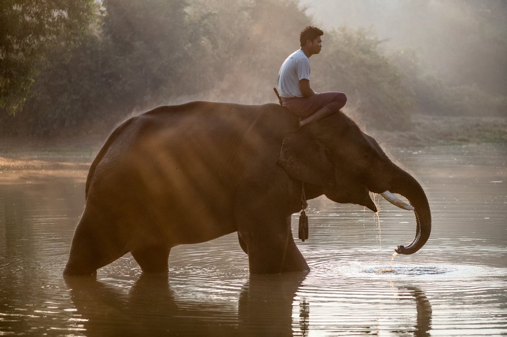 Smithsonian_Myanmar_Elephant Collaring_Justin_Mott_019.JPG