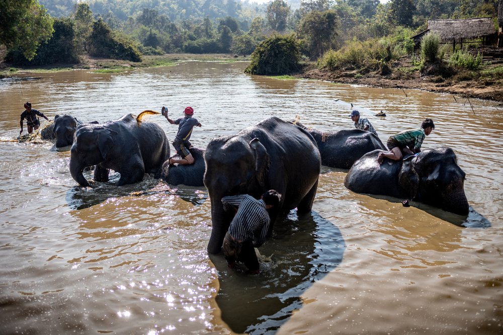 Smithsonian_Myanmar_Elephant Collaring_Justin_Mott_025.JPG