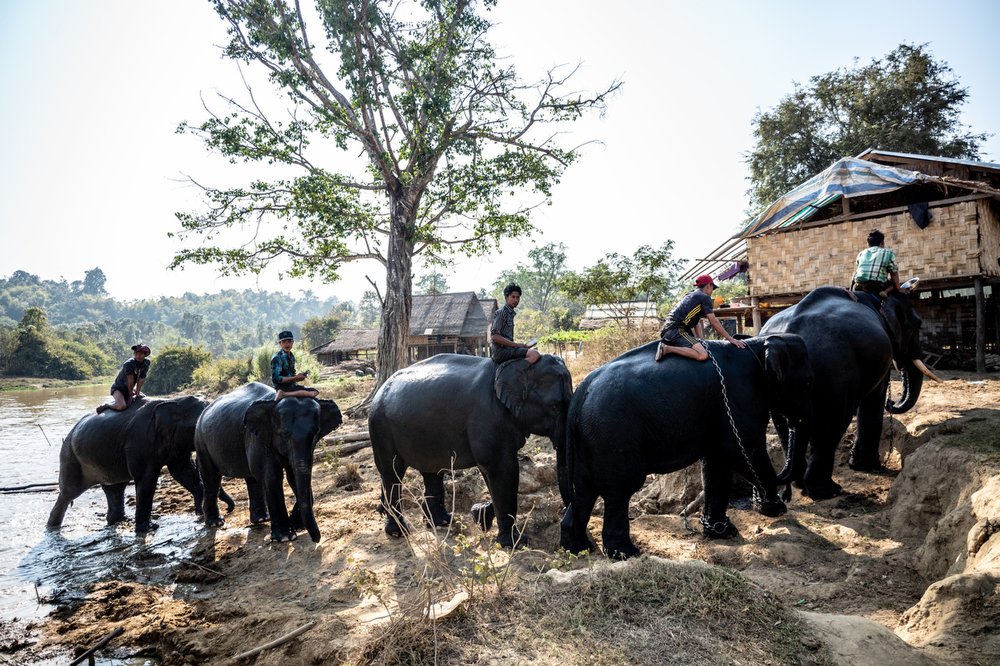 Smithsonian_Myanmar_Elephant Collaring_Justin_Mott_027.JPG