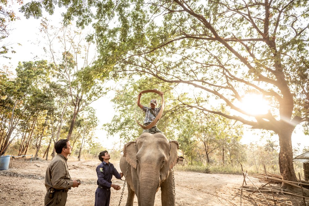 Smithsonian_Myanmar_Elephant Collaring_Justin_Mott_028.JPG