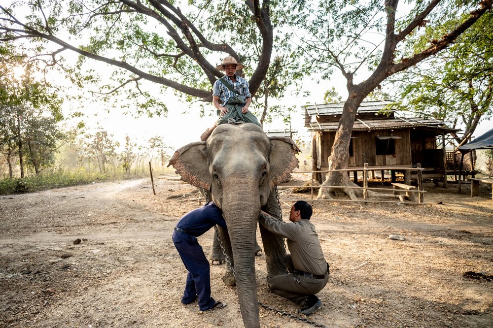 Smithsonian_Myanmar_Elephant Collaring_Justin_Mott_031.JPG