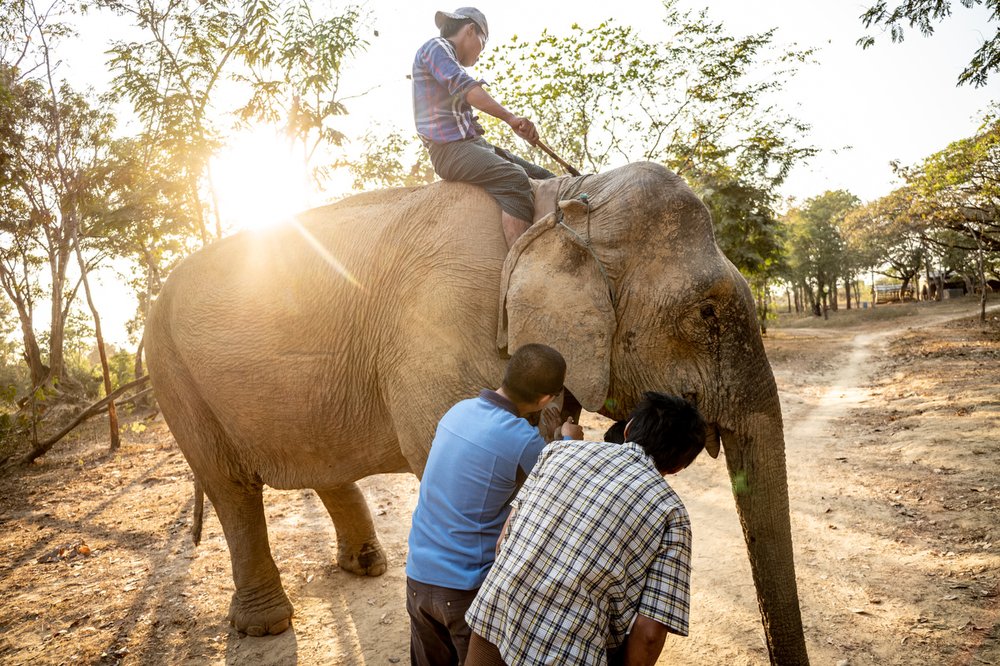 Smithsonian_Myanmar_Elephant Collaring_Justin_Mott_035.JPG