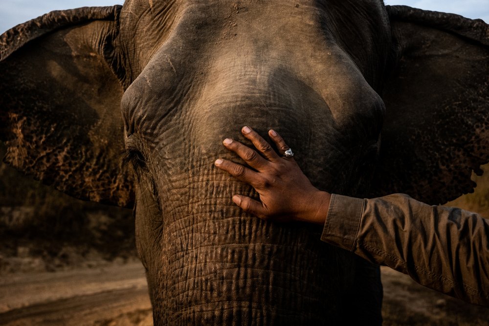 Smithsonian_Myanmar_Elephant Collaring_Justin_Mott_080.JPG