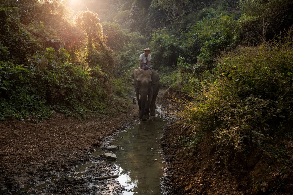 Smithsonian_Myanmar_Elephant Collaring_Justin_Mott_115.JPG